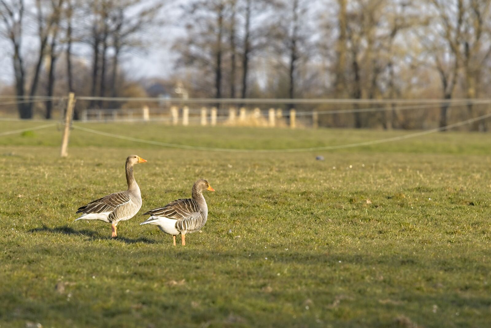 Tamron SP 70-200mm F2.8 Di VC USD G2 sample photo. Goose, geese, pasture photography