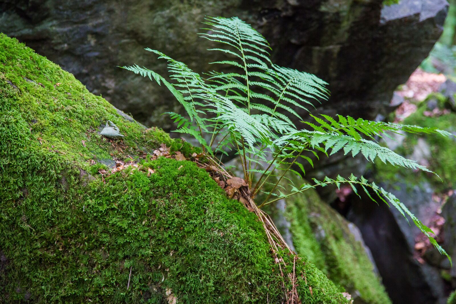 Canon EF 24-105mm F4L IS USM sample photo. Fern, forest, moss photography