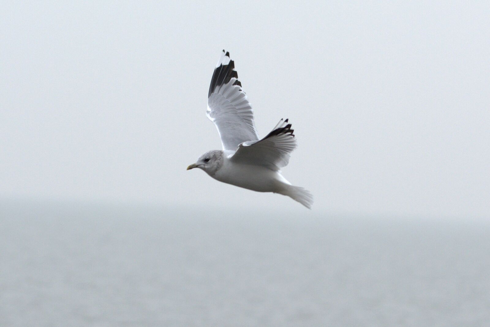Nikon D5200 sample photo. Herring gull, seagull, larus photography