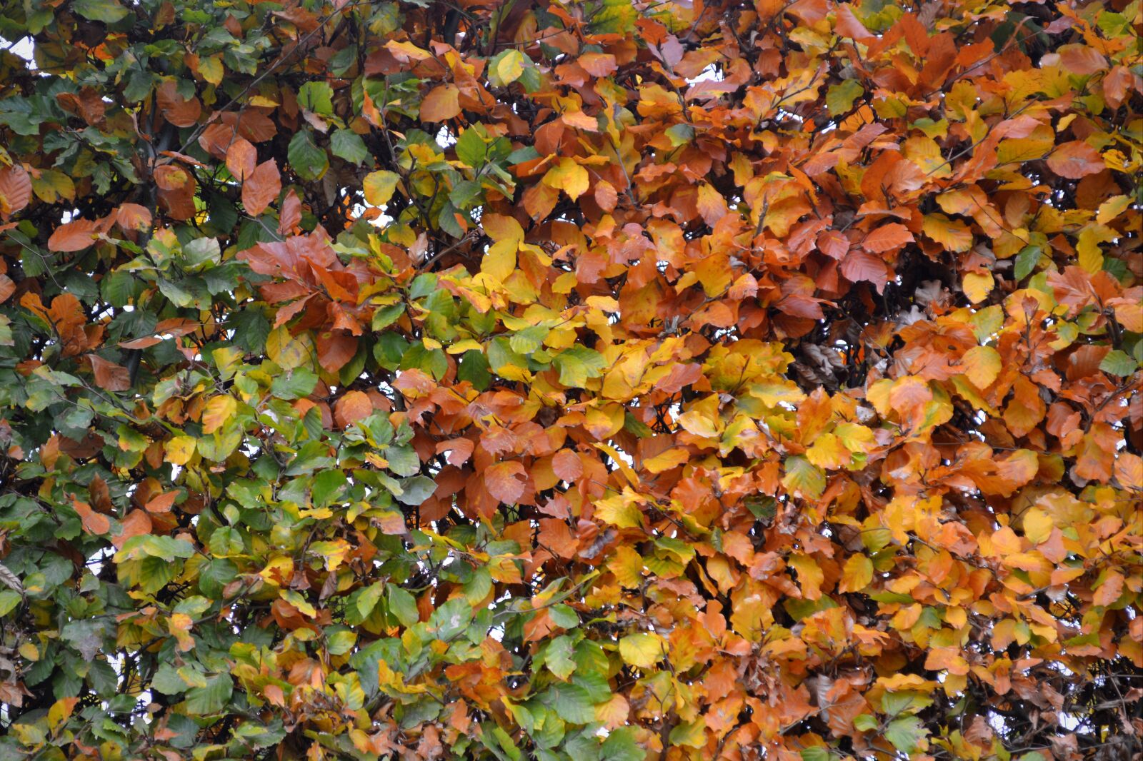 Nikon D5200 sample photo. Autumn, leaves, colors photography