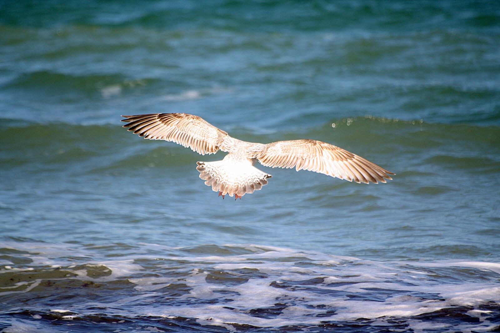 Canon EOS 1000D (EOS Digital Rebel XS / EOS Kiss F) sample photo. Gull, animal, bird photography