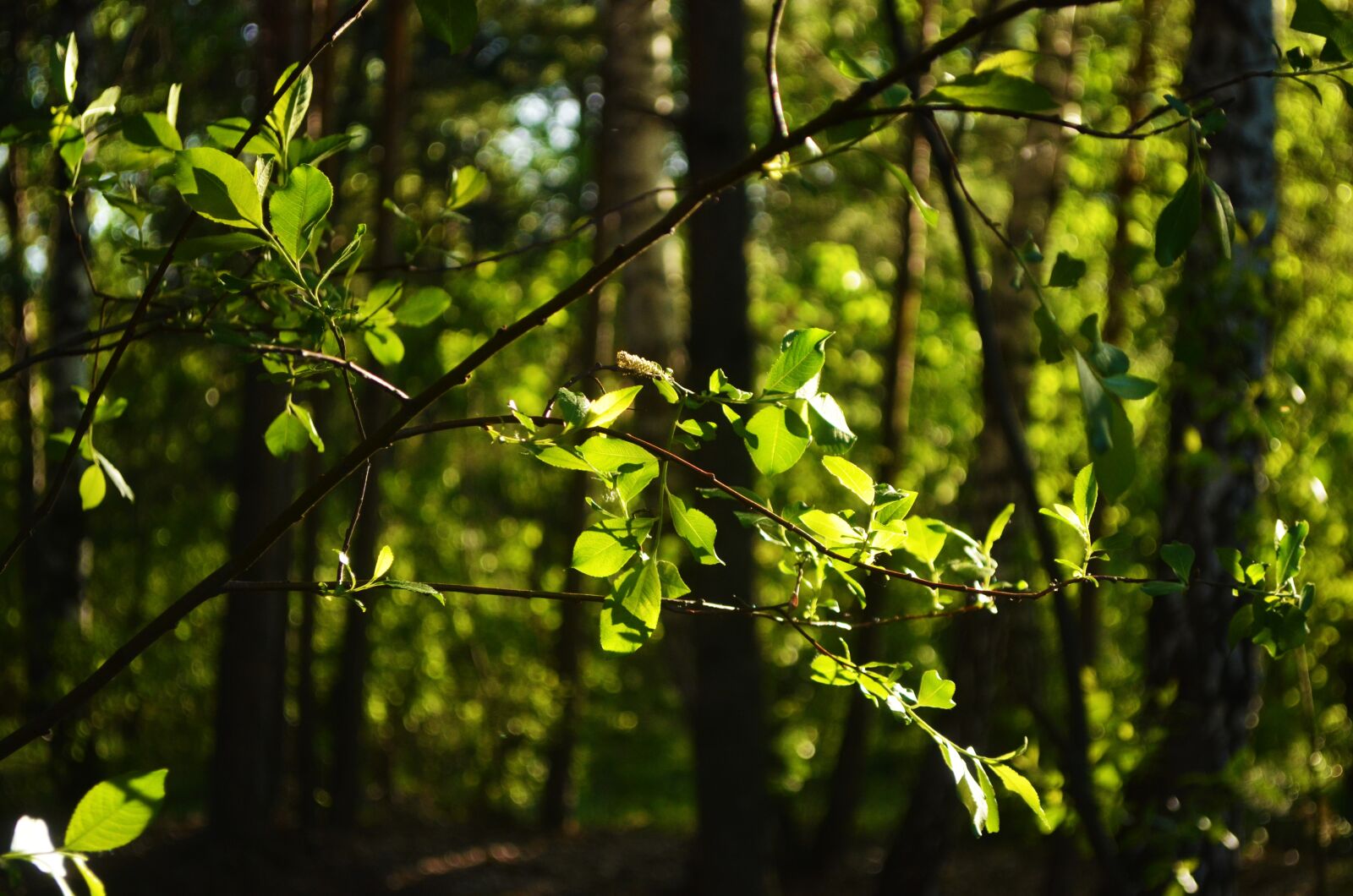 Nikon D5100 sample photo. Forest, green, summer photography