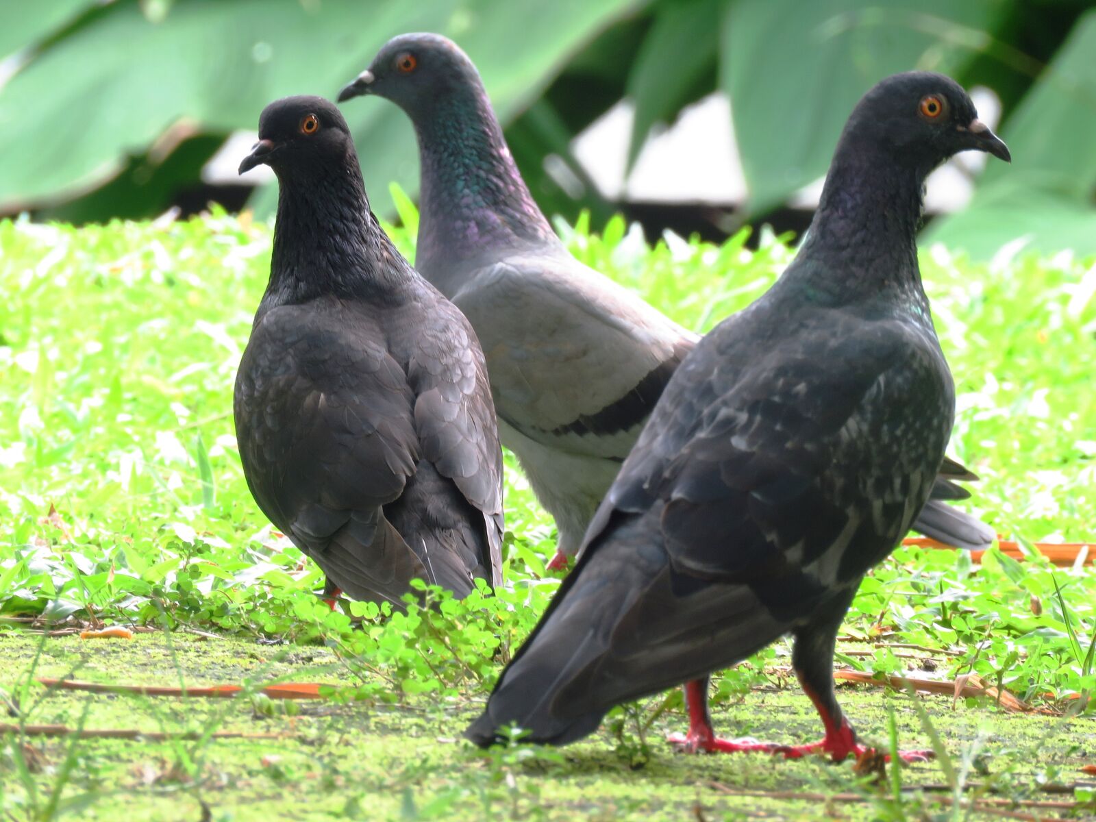 Canon PowerShot SX60 HS sample photo. Birds, dove, freedom photography