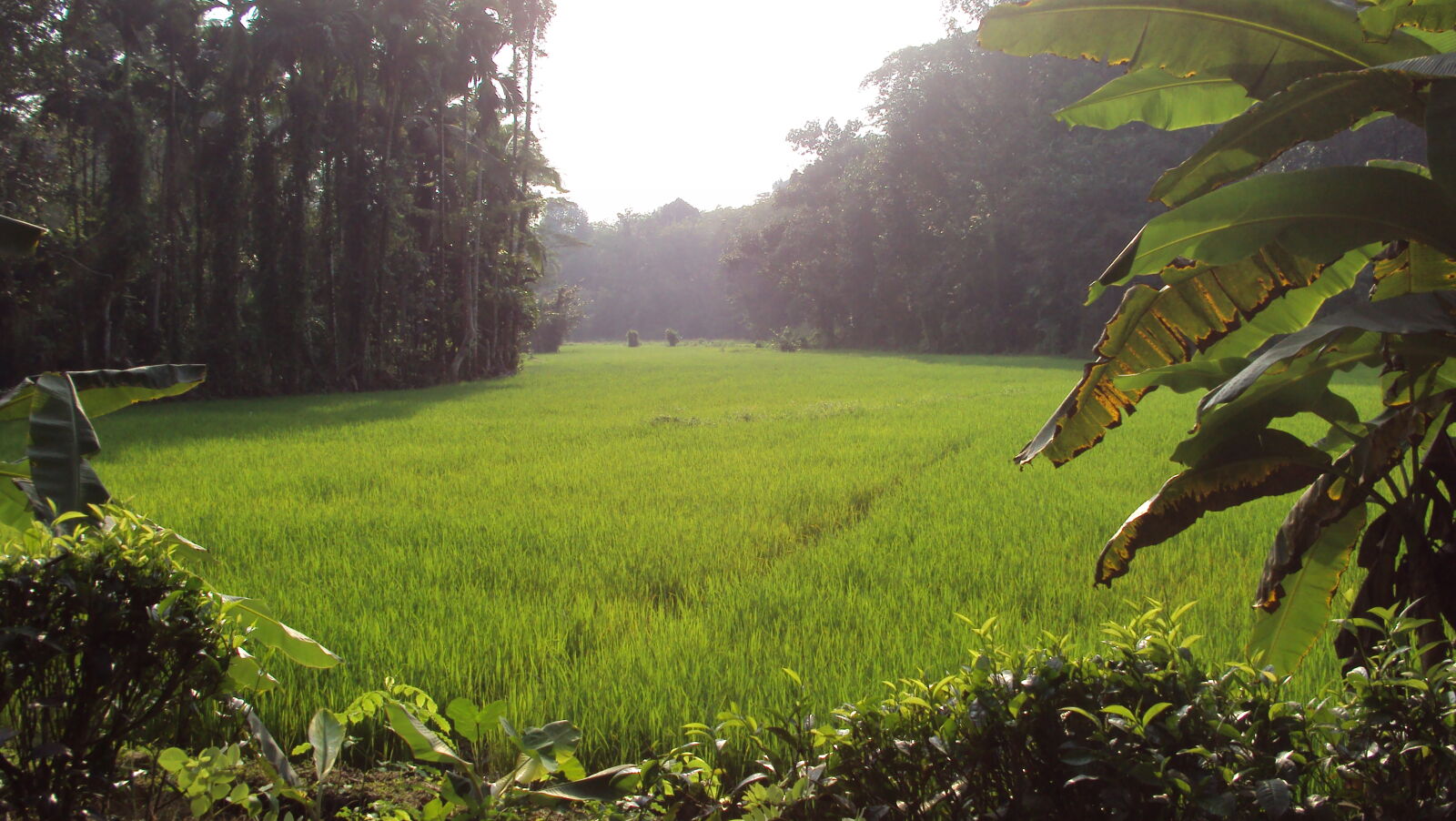 Sony Cyber-shot DSC-S930 sample photo. Srilanka, farming photography