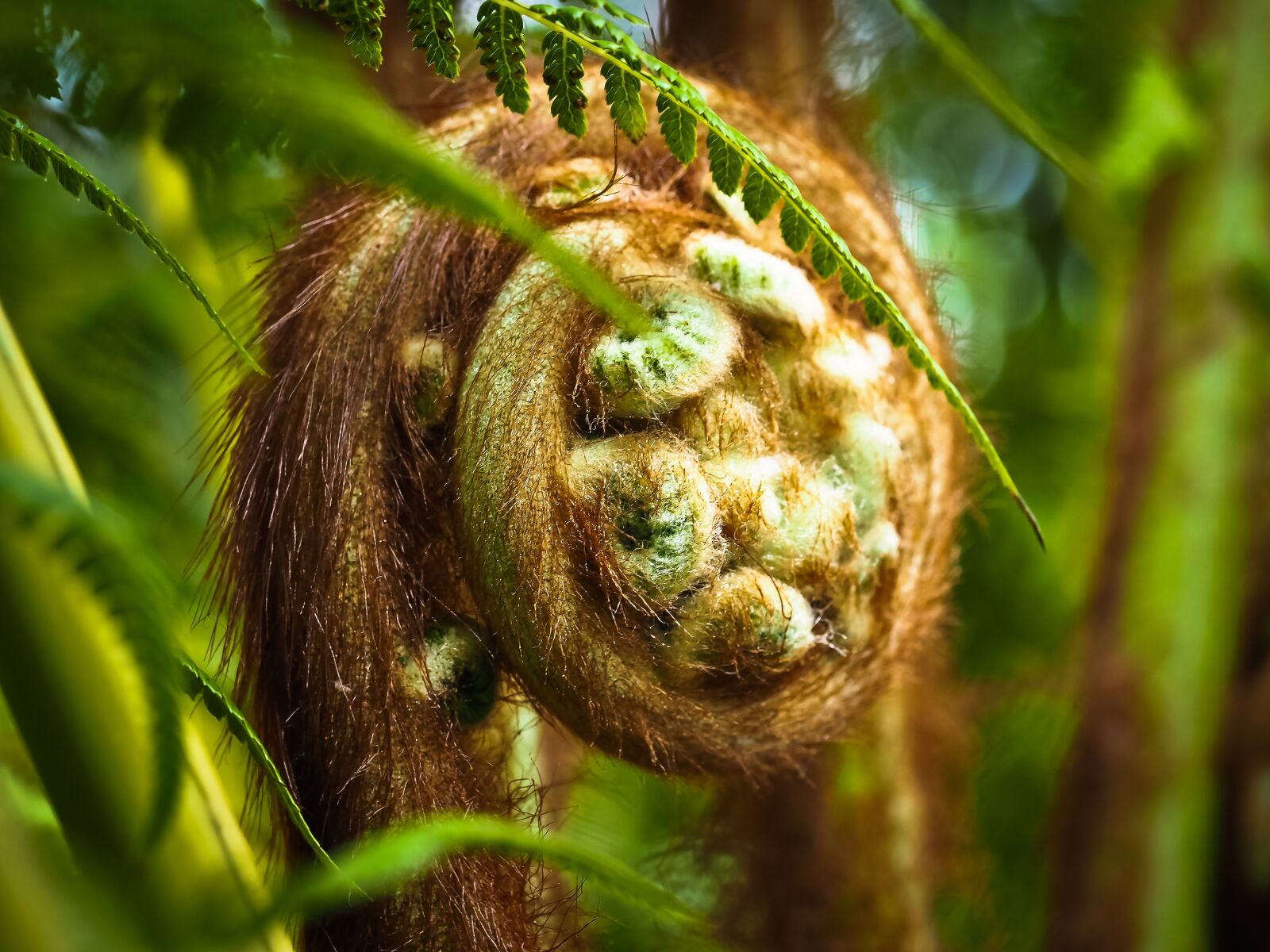 Olympus OM-D E-M10 sample photo. Tasmanian fern, fern, plant photography