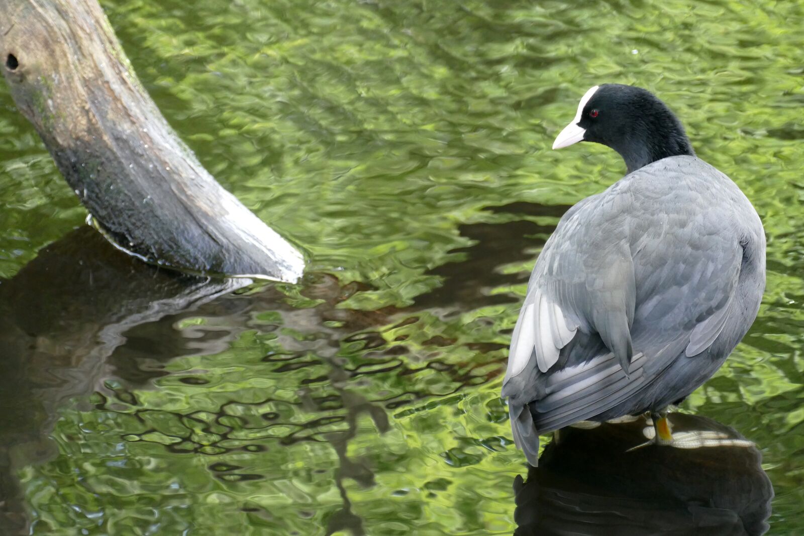 Panasonic Lumix DMC-FZ1000 sample photo. Coot, bird, waterfowl photography