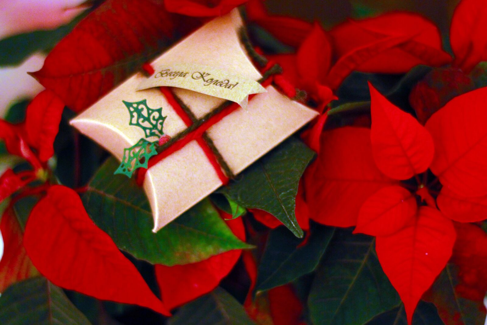 Canon EOS 1200D (EOS Rebel T5 / EOS Kiss X70 / EOS Hi) sample photo. Christmas, holiday, bright photography