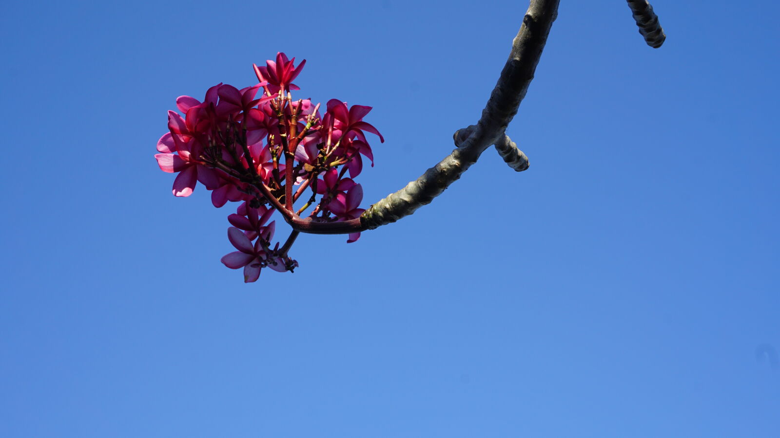 Sony E 16-50mm F3.5-5.6 PZ OSS sample photo. Red, flower photography