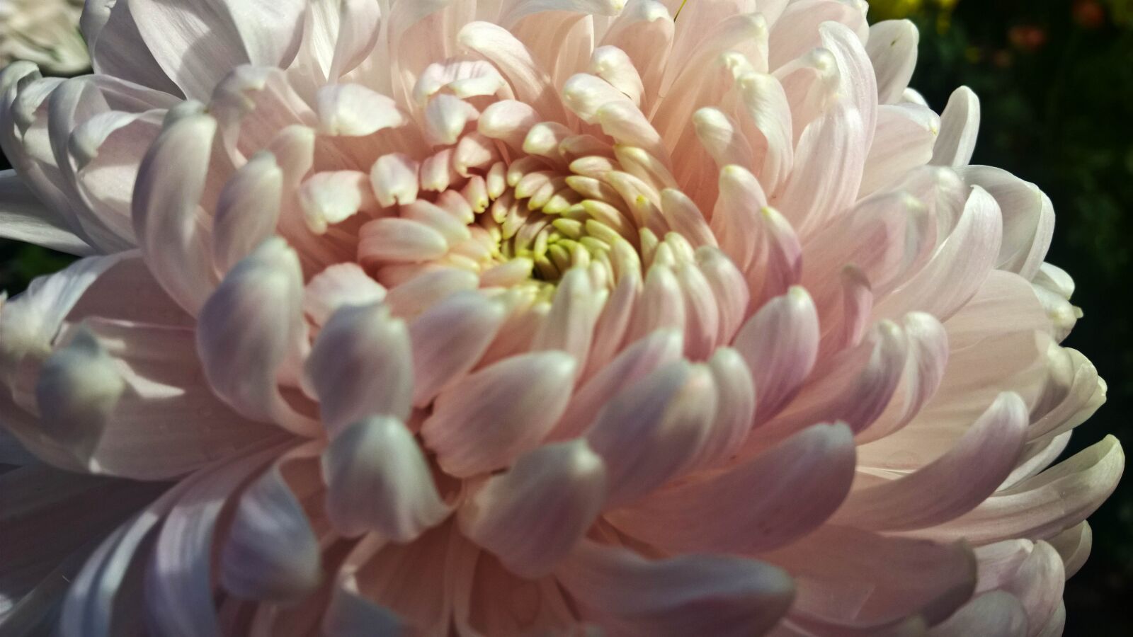 Nokia Lumia 1520 sample photo. Chrysanthemum, pink, macro photography