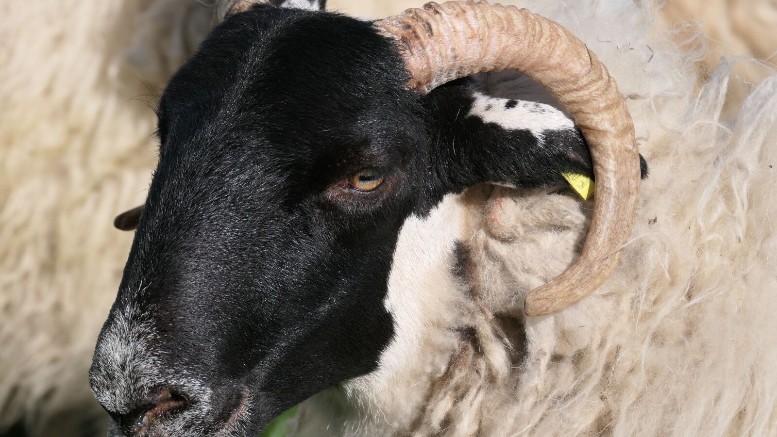 Panasonic DC-FZ10002 sample photo. Aries, sheep, animal photography