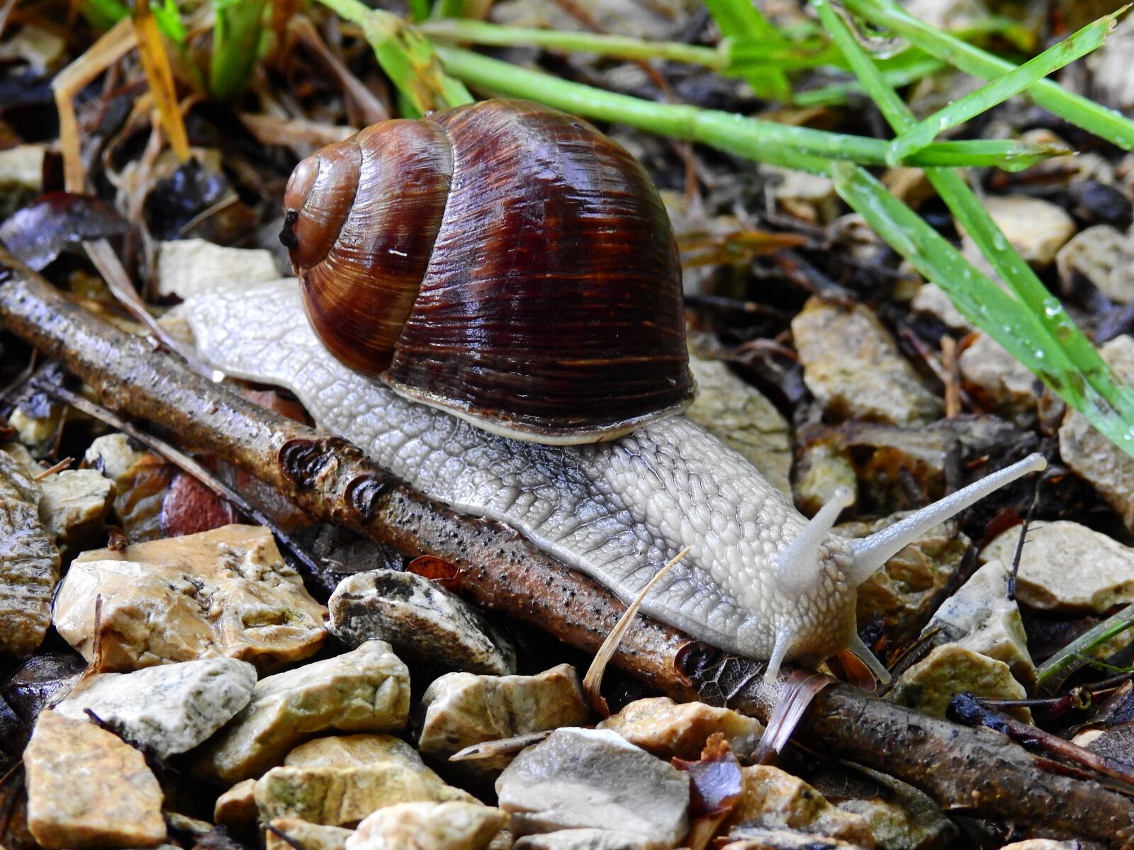 Nikon Coolpix P900 sample photo. Snail, animal, nature photography