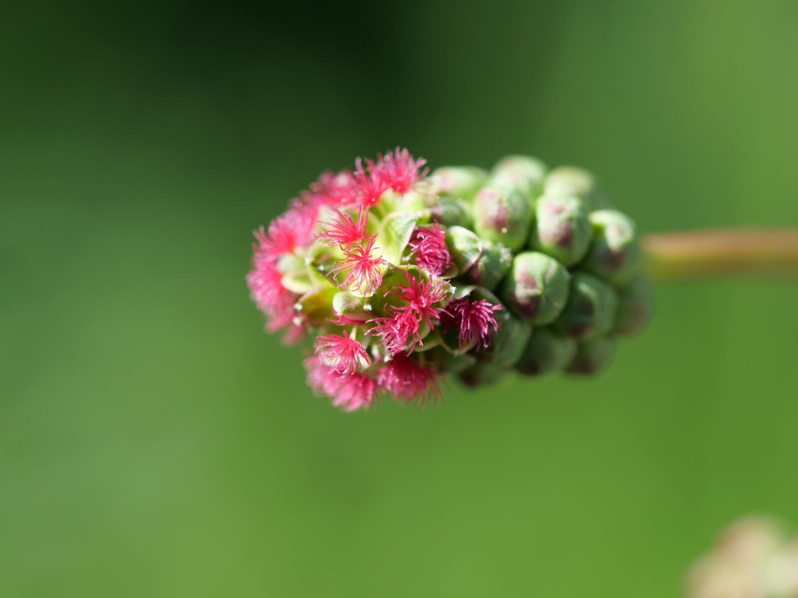 Panasonic Lumix DC-G9 sample photo. Macro, close up, spring photography