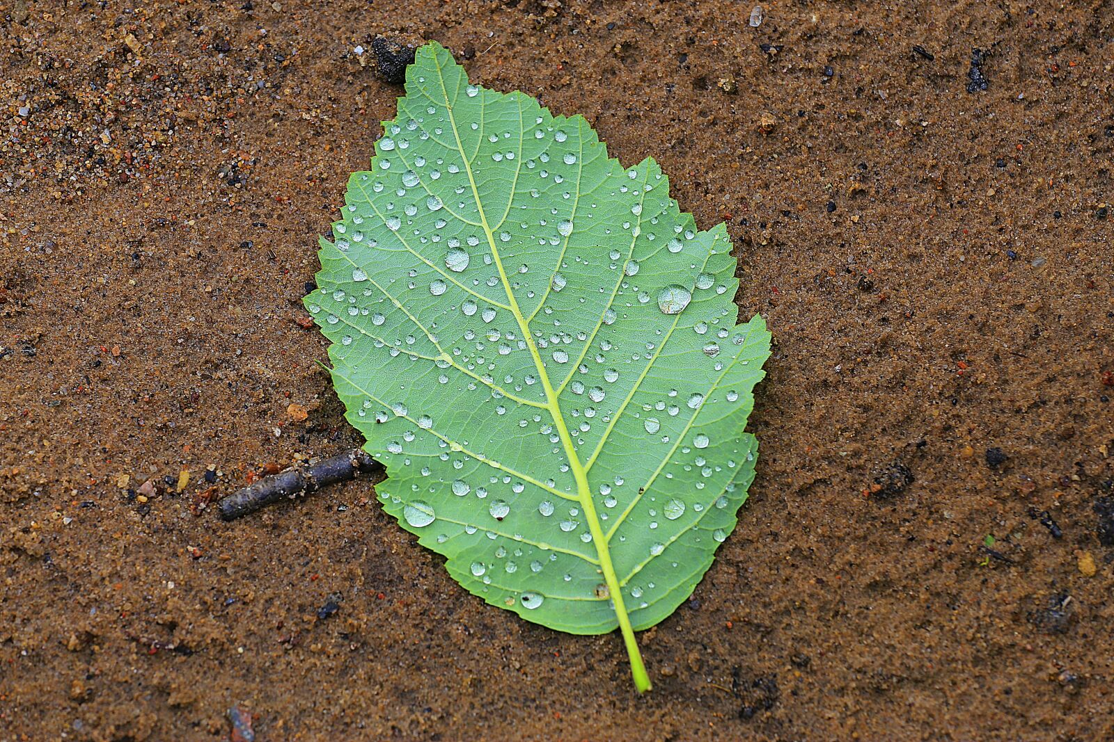 Canon EOS 6D + Canon EF 70-200mm F4L USM sample photo. Sheet, macro, nature photography