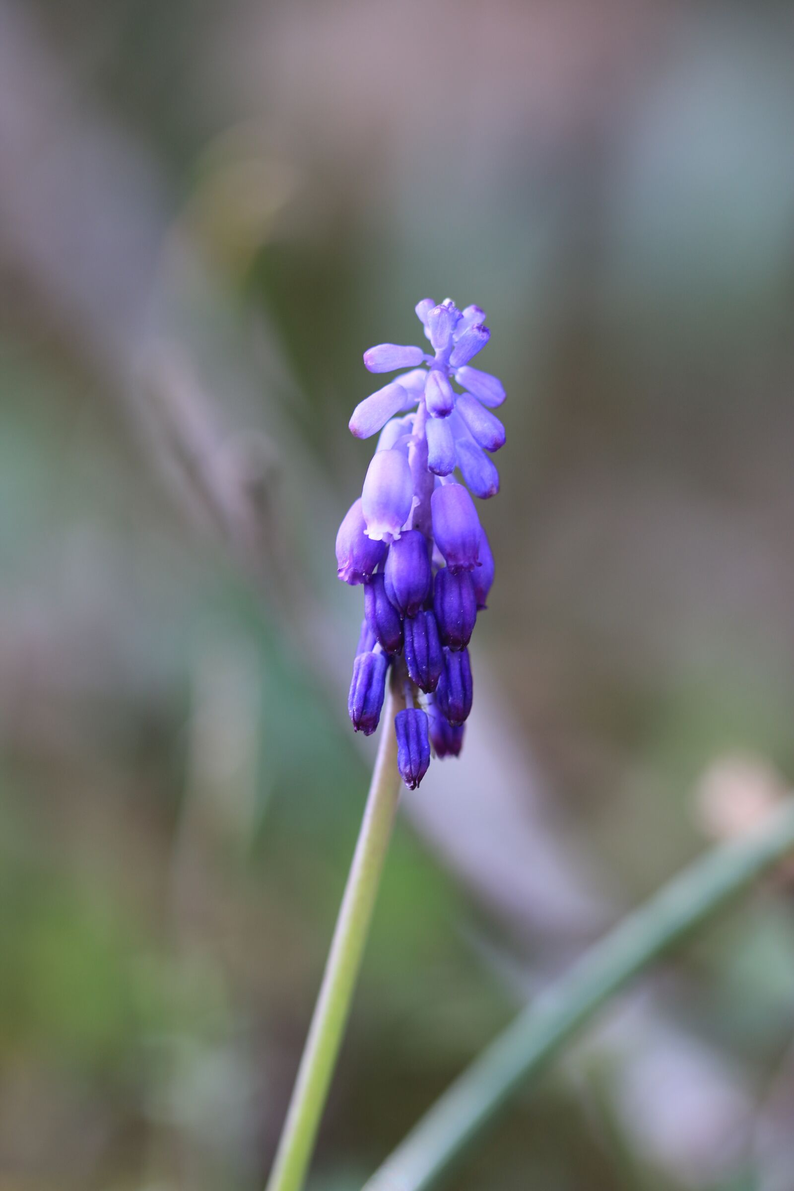 Canon EOS 70D + Canon EF 100mm F2.8 Macro USM sample photo. Green, purple, flower photography