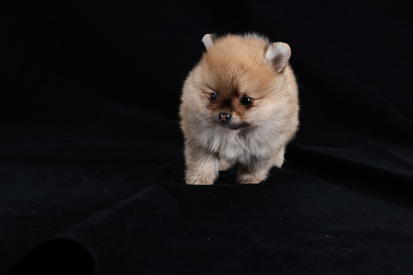 Canon EF 16-35mm F2.8L II USM sample photo. Pomeranian, dog, brown photography
