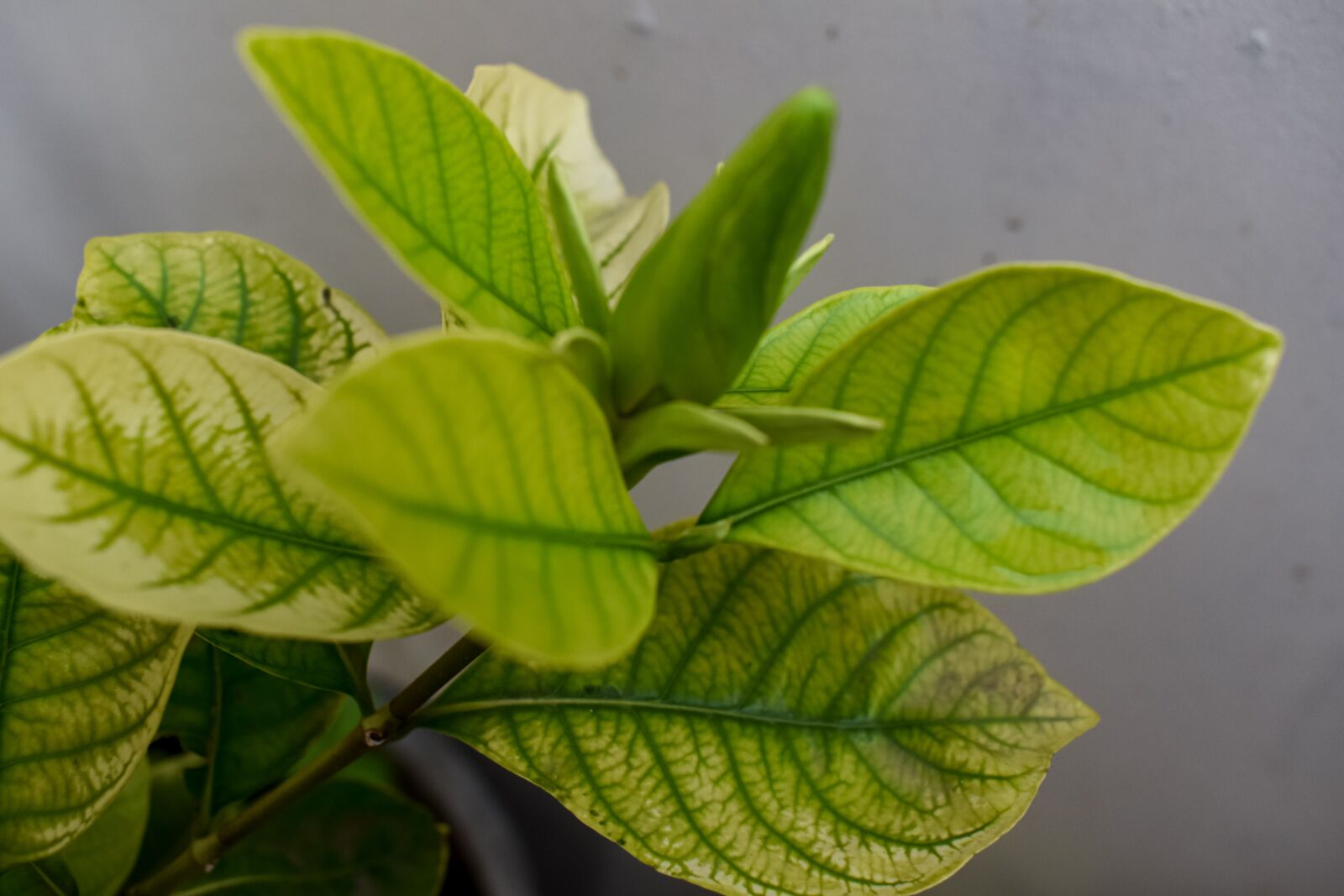 Nikon D3500 sample photo. Green, plant, leaf photography