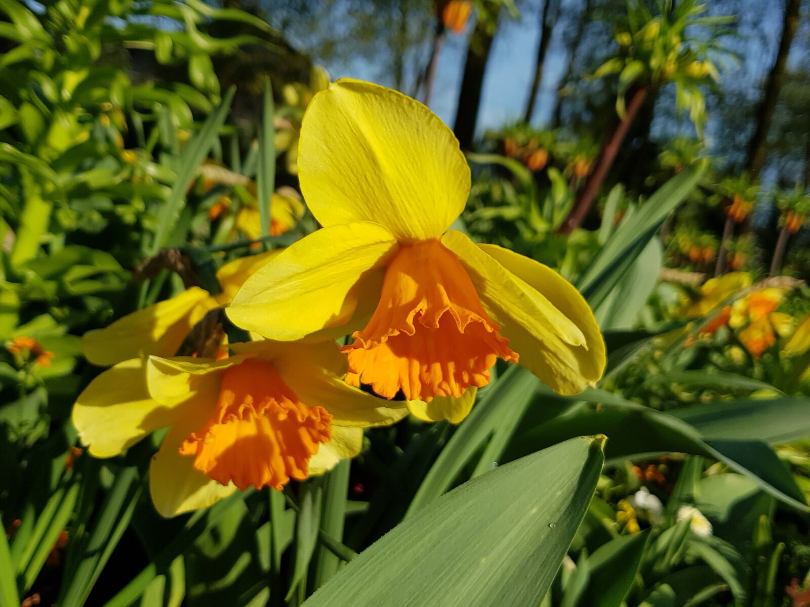 Samsung Galaxy S8+ sample photo. Flower, nature, plant photography