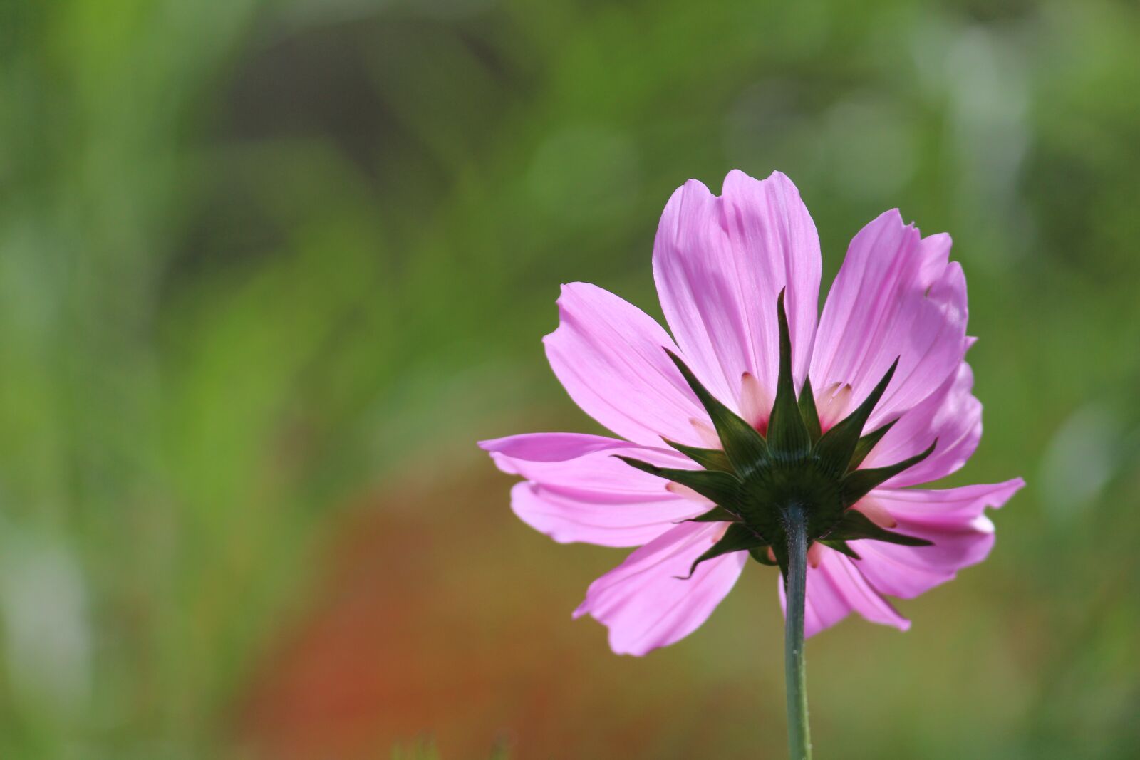 Canon EOS 1200D (EOS Rebel T5 / EOS Kiss X70 / EOS Hi) sample photo. Flower, purple, nature photography