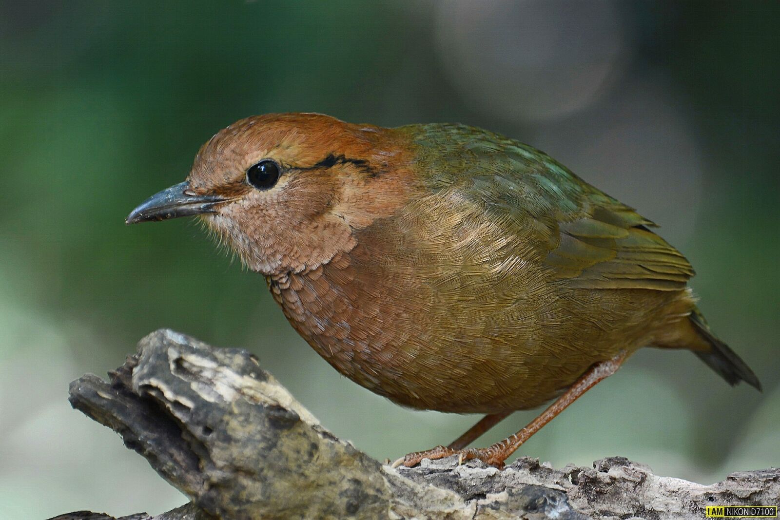 Nikon D7100 sample photo. Birds, nature, pretty photography