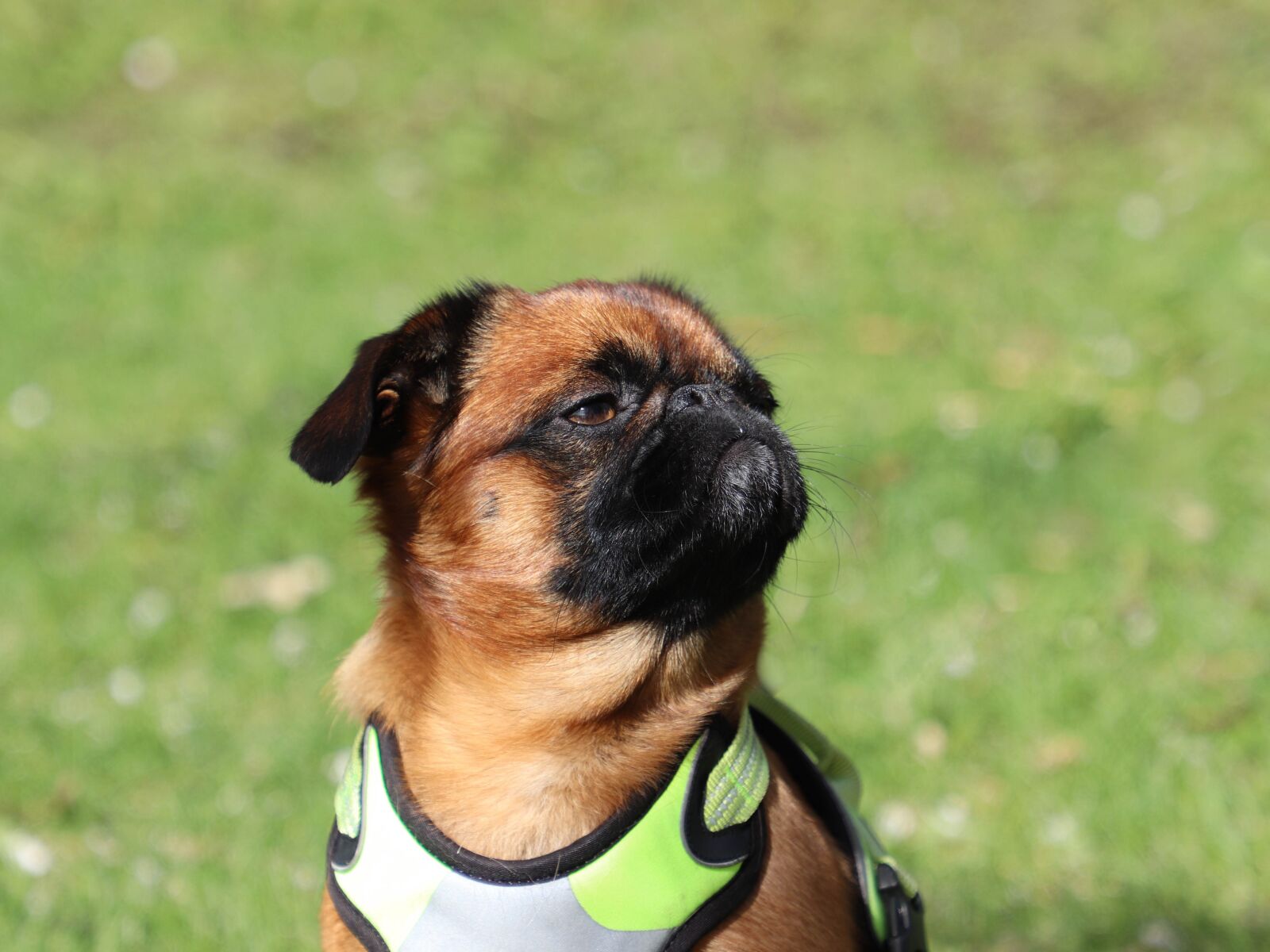 Canon EF 24-105mm F4L IS II USM sample photo. Dog, breed, brabancon photography
