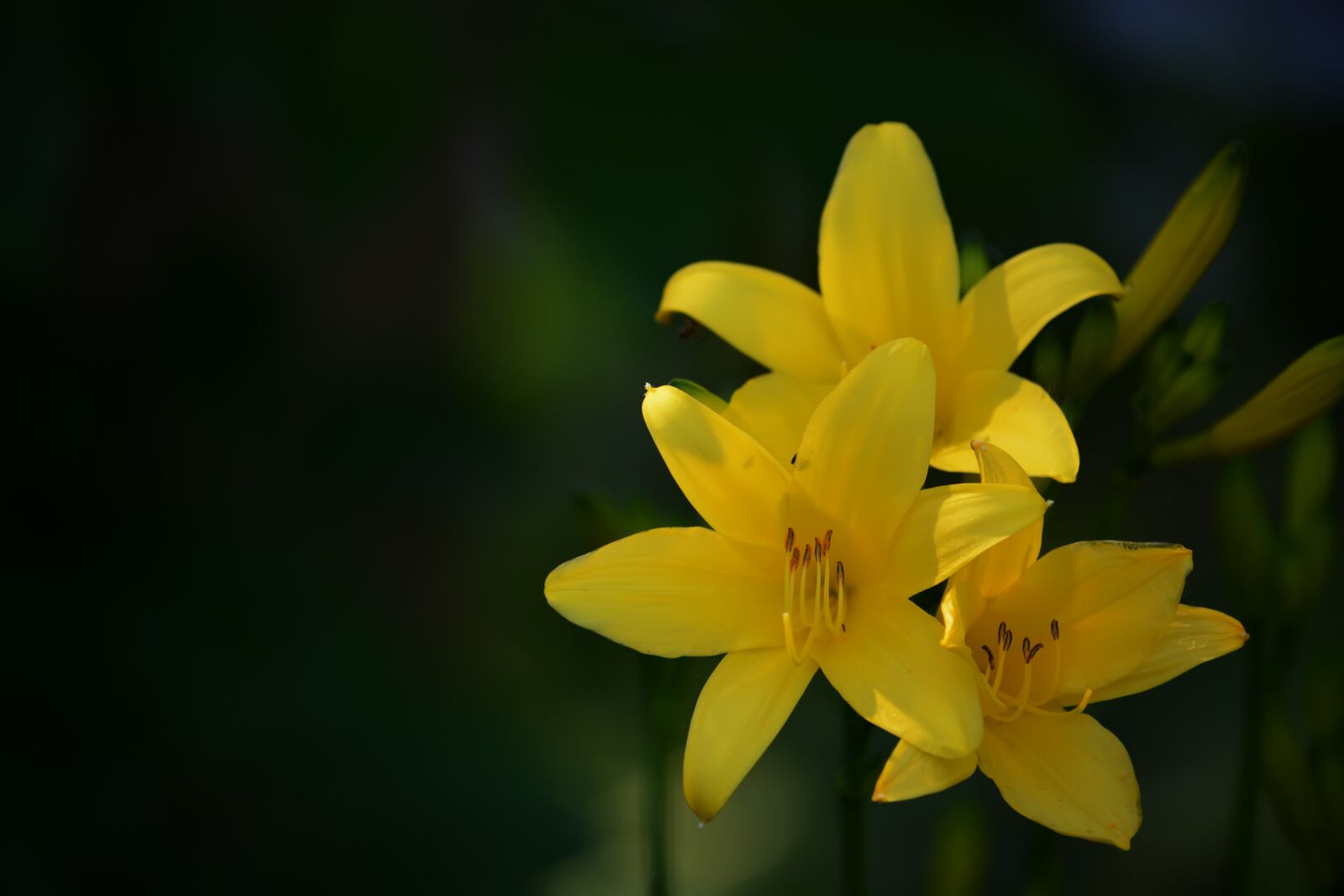 Nikon D5200 sample photo. Lily, yellow, garden photography