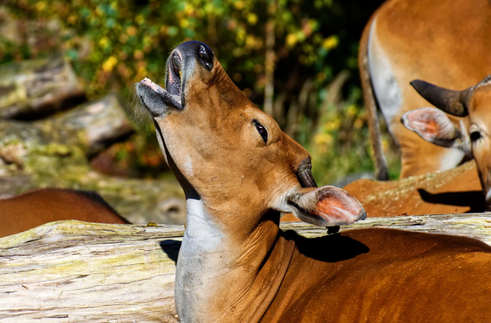 Nikon D7200 sample photo. Banteng, beef, bos javanicus photography