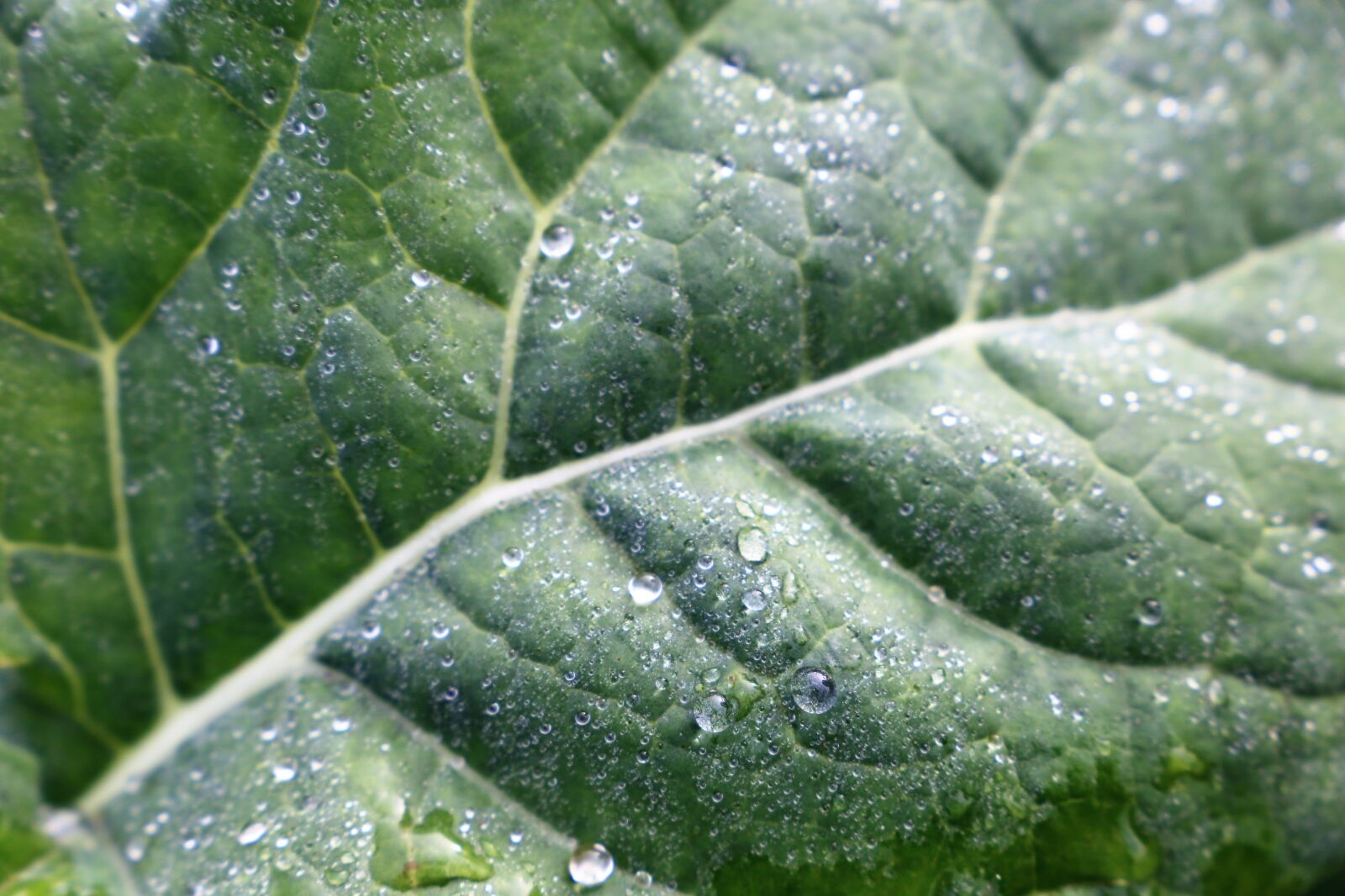 Canon EOS 6D sample photo. Leaf, water, drops photography