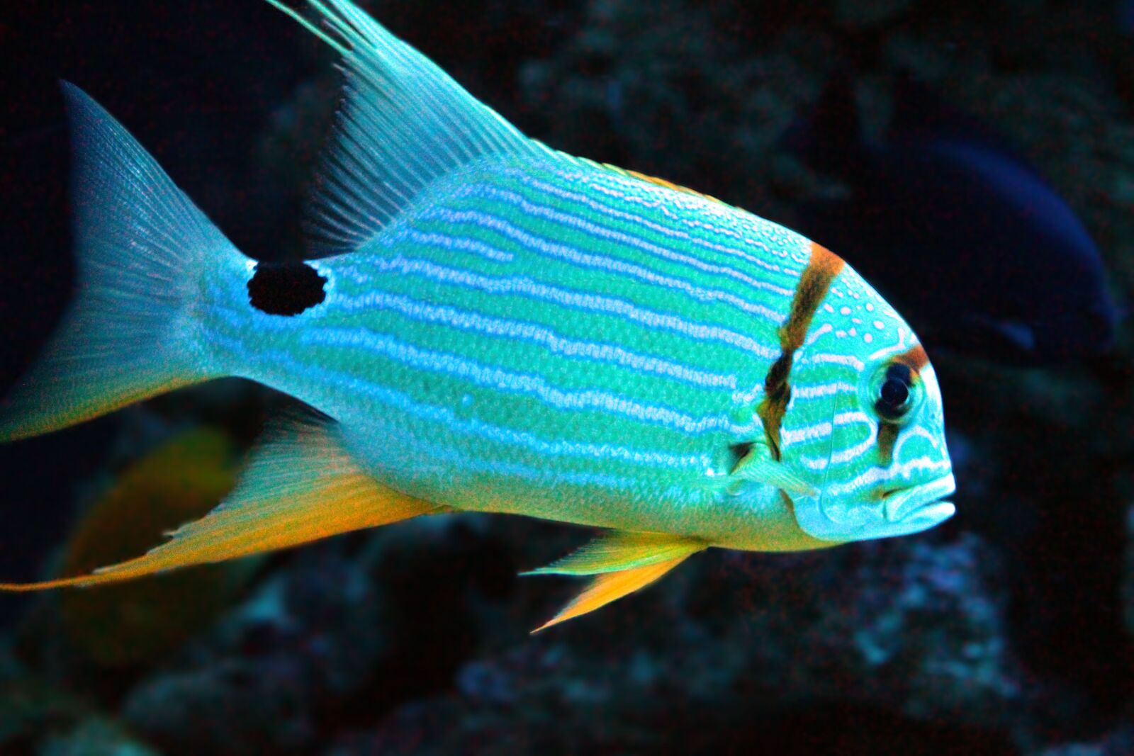 Canon EOS 650D (EOS Rebel T4i / EOS Kiss X6i) sample photo. Fish-croaker virginiana, virginian pompom photography