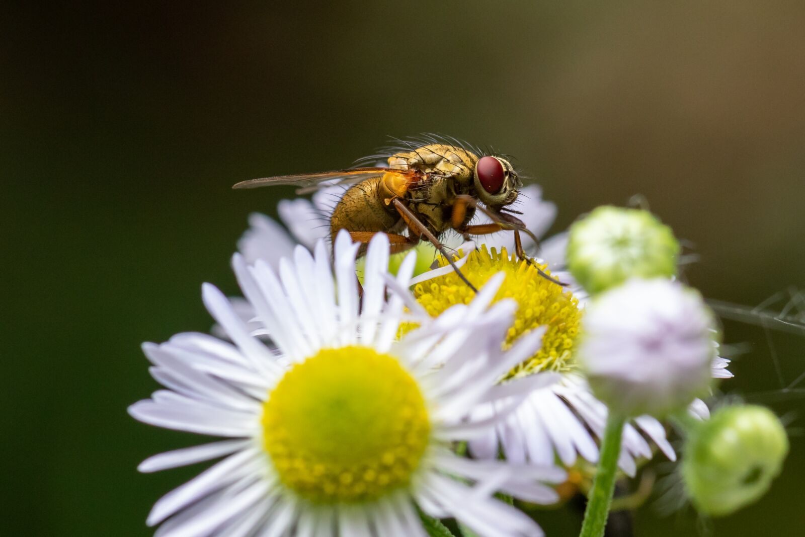 Canon EOS 7D Mark II sample photo. Fly, blossom, bloom photography
