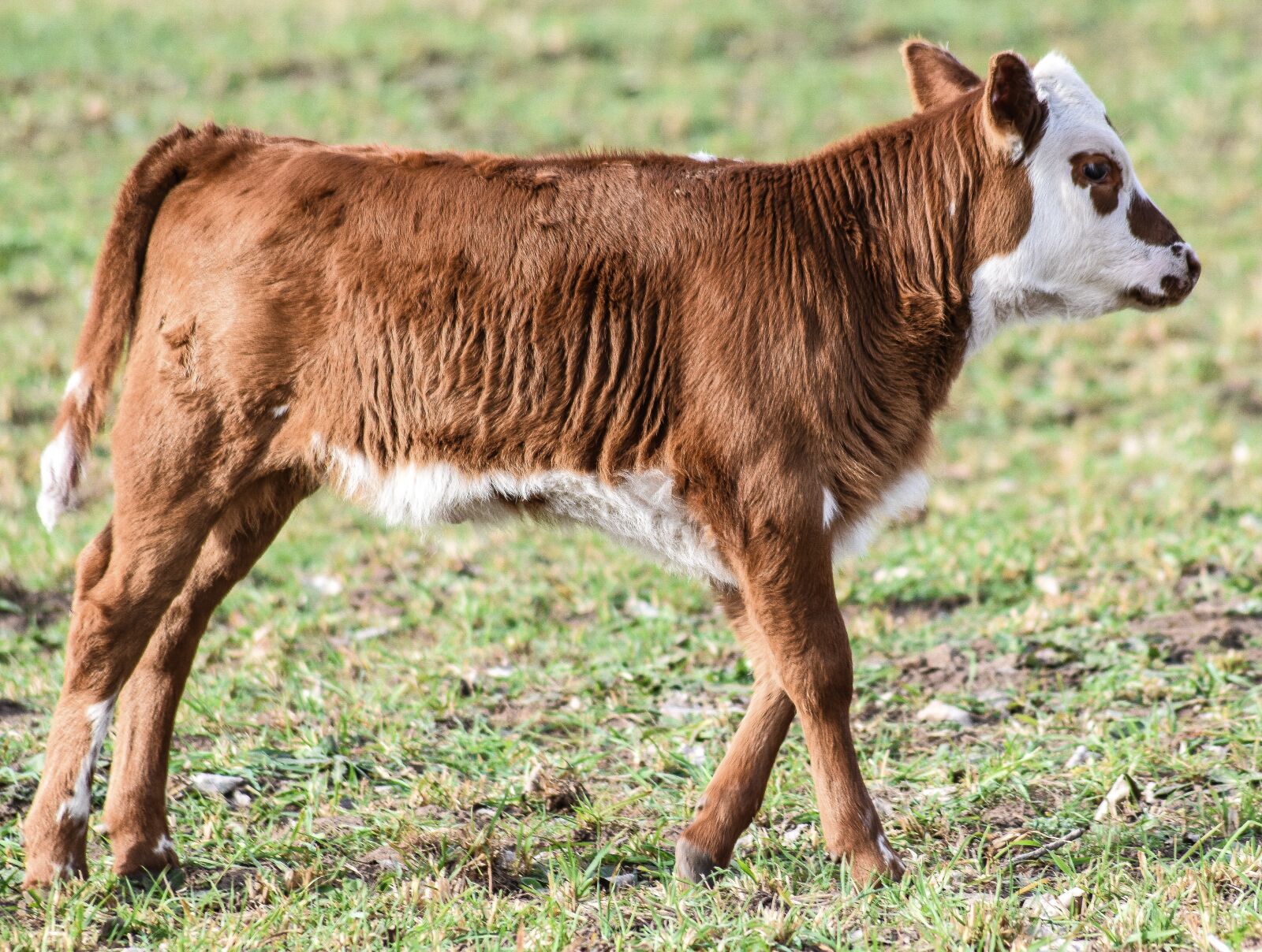 Nikon D5500 sample photo. Bovine, bullock, animal husbandry photography
