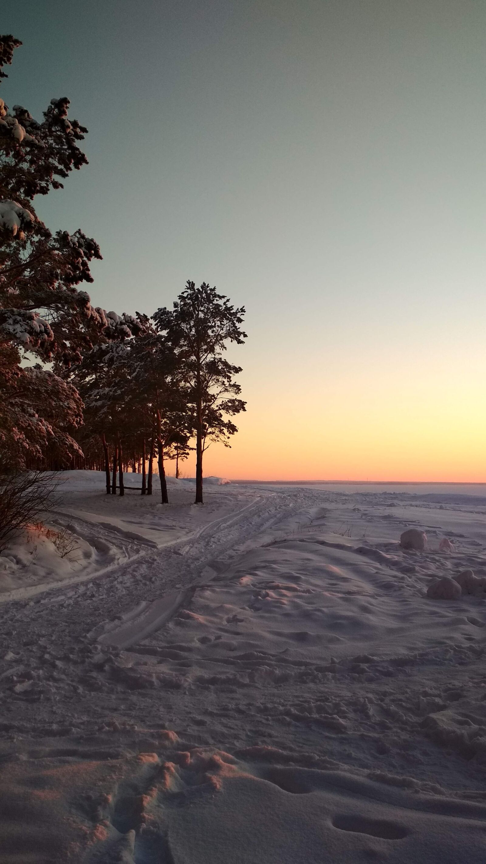 Xiaomi Redmi 4X sample photo. Forest, winter, snow photography