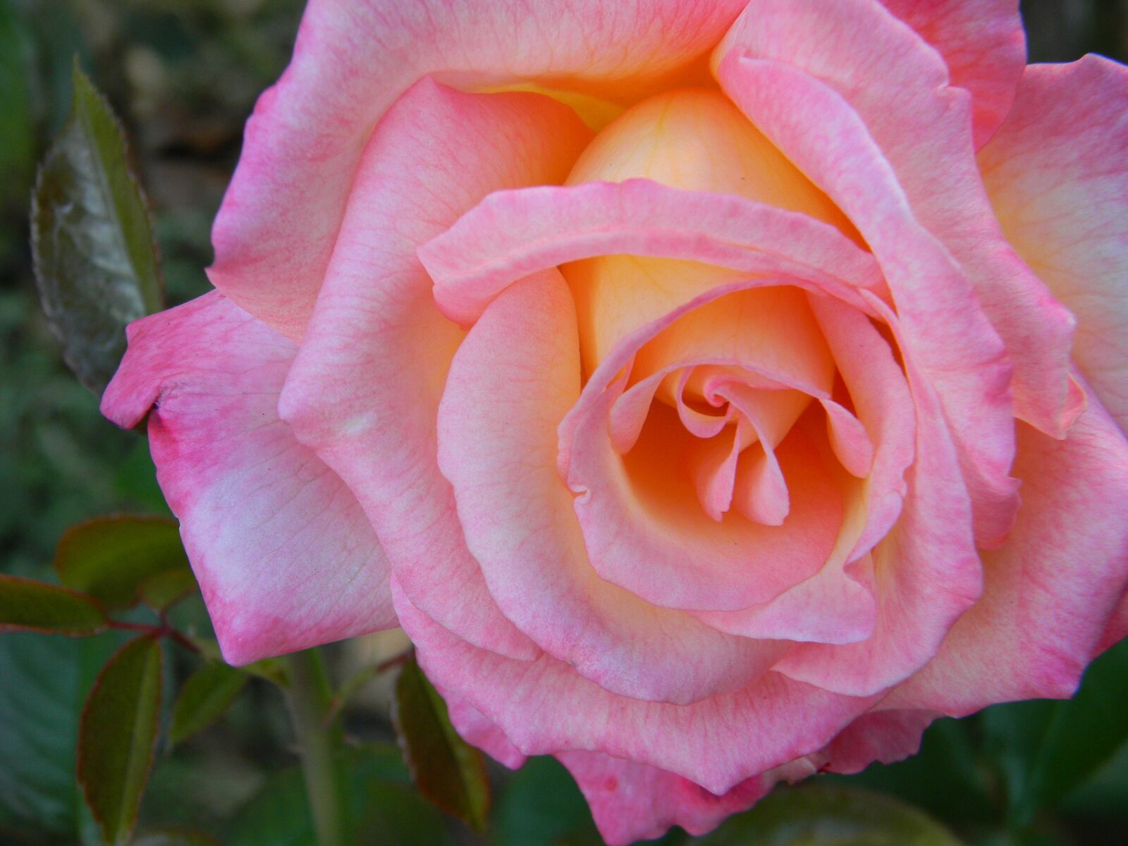 Nikon Coolpix L110 sample photo. Pink, rose, flower photography