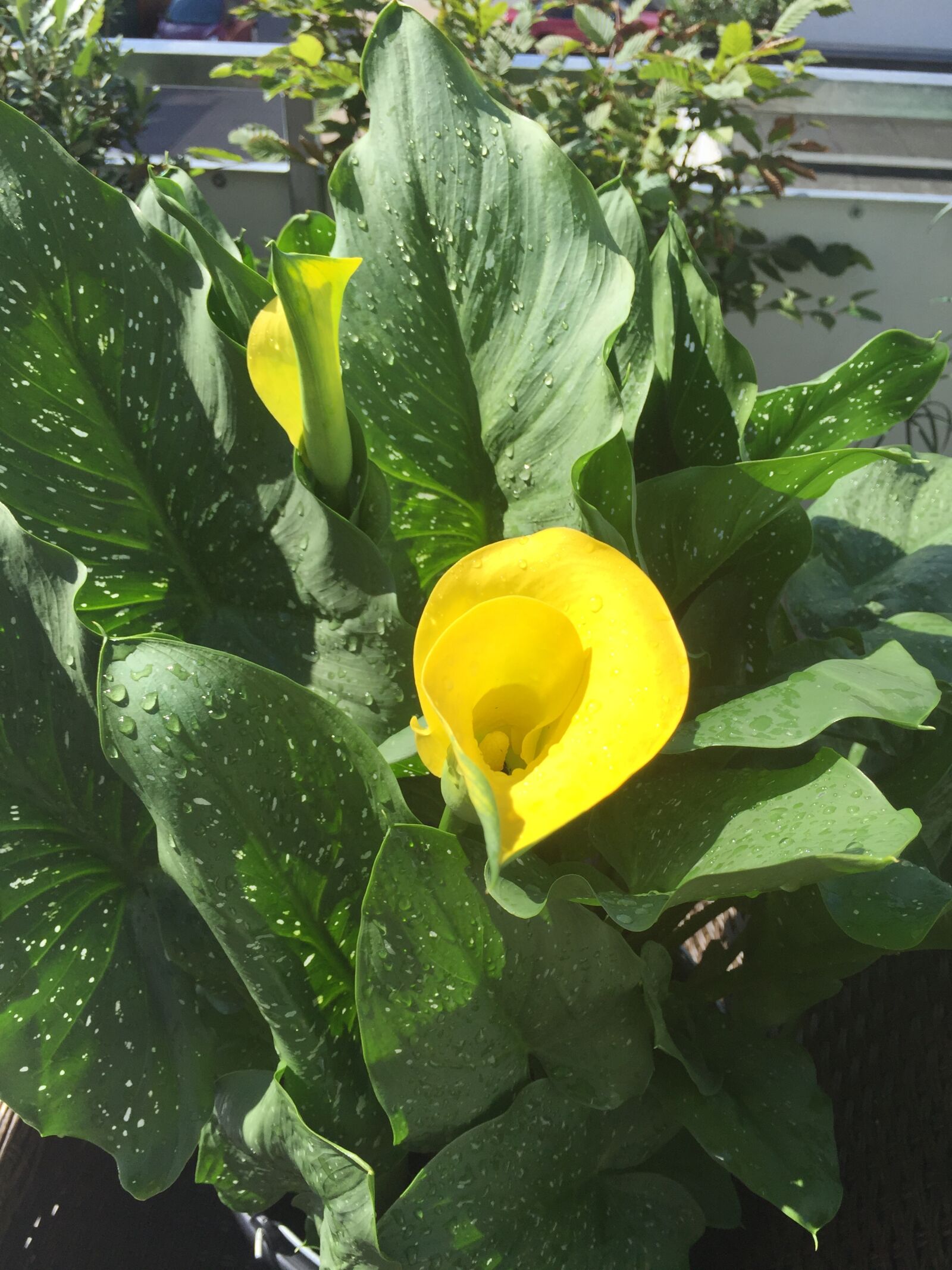 Apple iPhone 6 sample photo. Calla photography