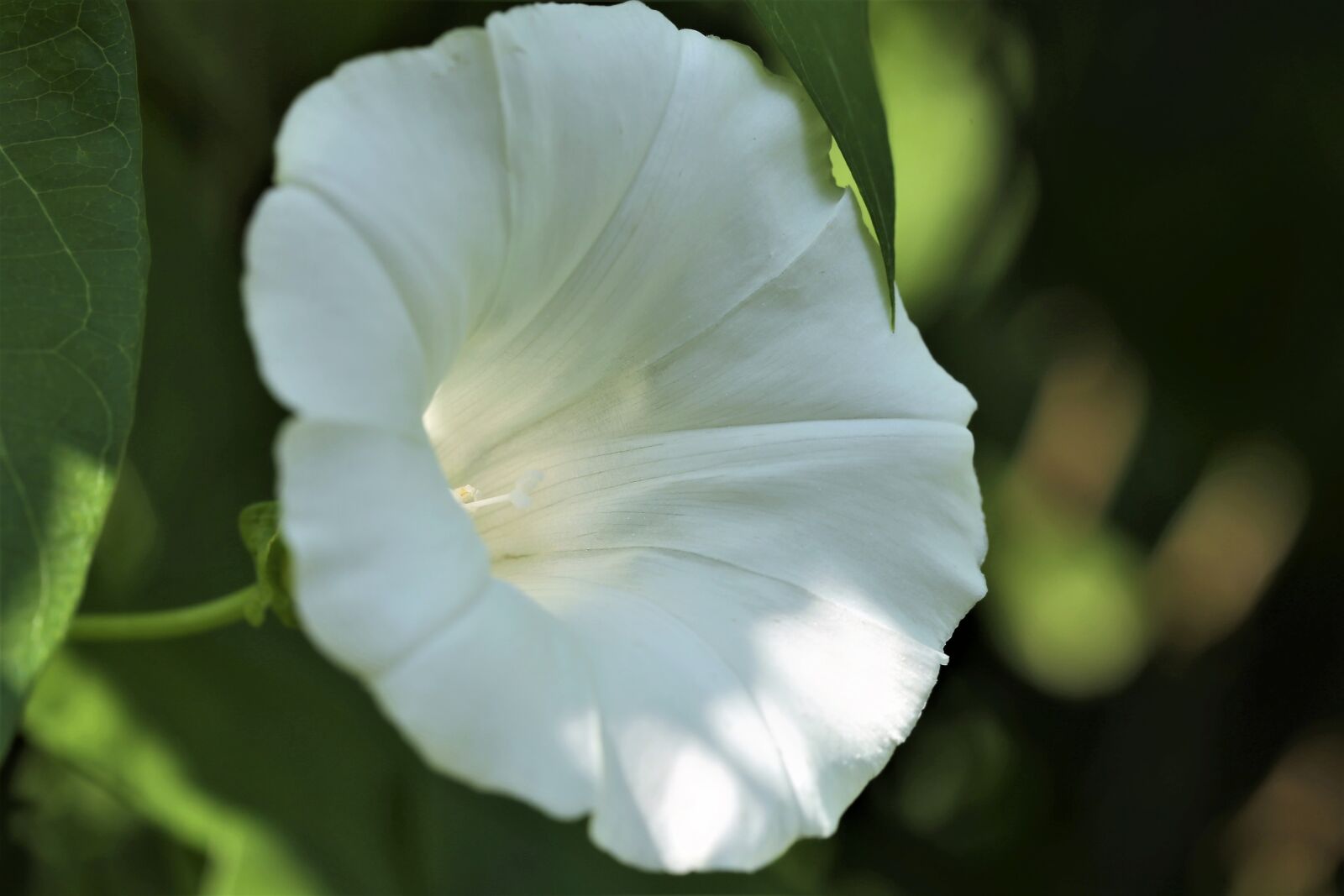 Canon EOS 6D + Canon EF 100mm F2.8 Macro USM sample photo. Hedge bindweed, calystegia sepium photography