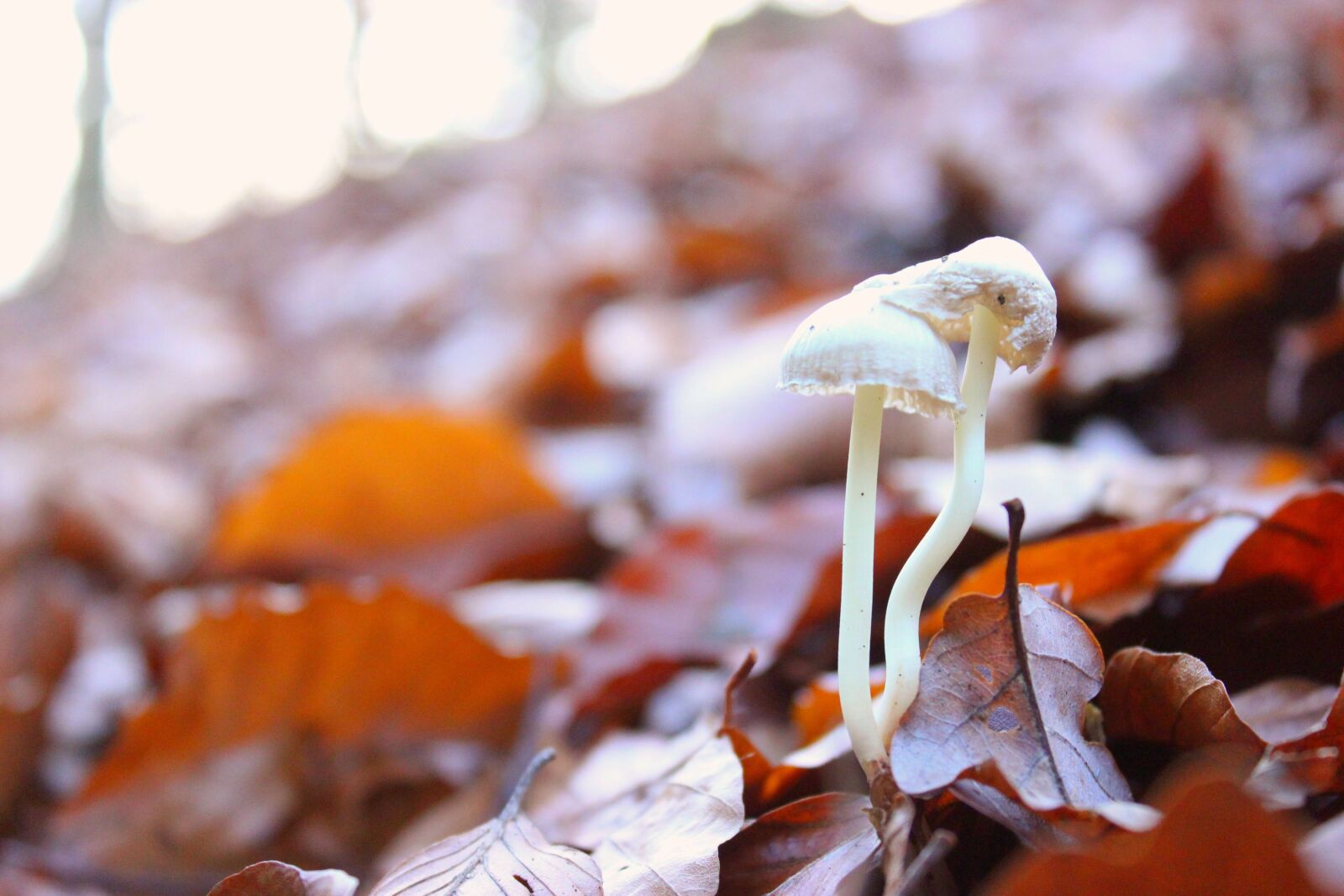 Canon EOS 700D (EOS Rebel T5i / EOS Kiss X7i) sample photo. Mushroom, leaves, forest photography