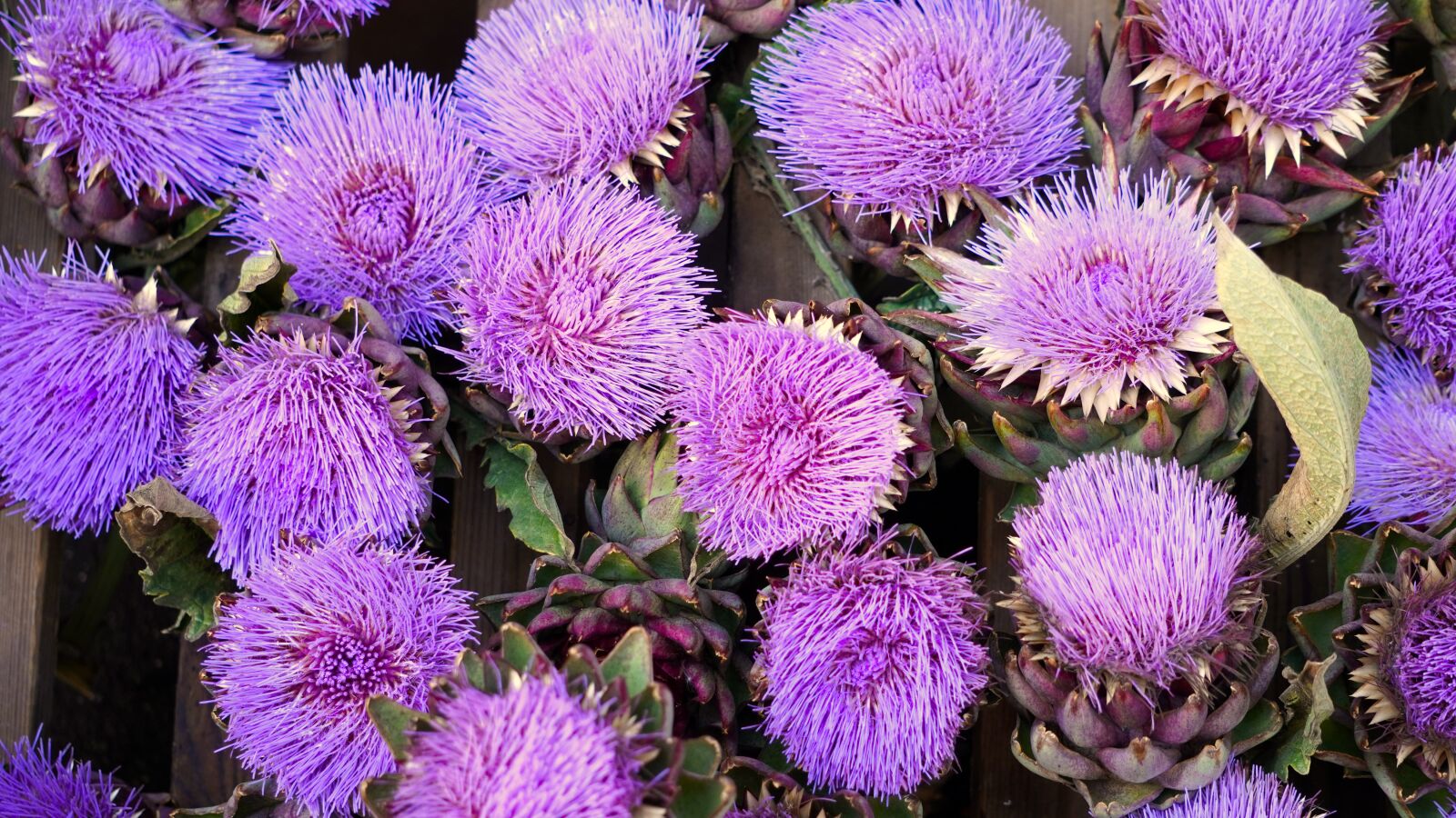 Sony E 55-210mm F4.5-6.3 OSS sample photo. Artichokes, blossom, bloom photography