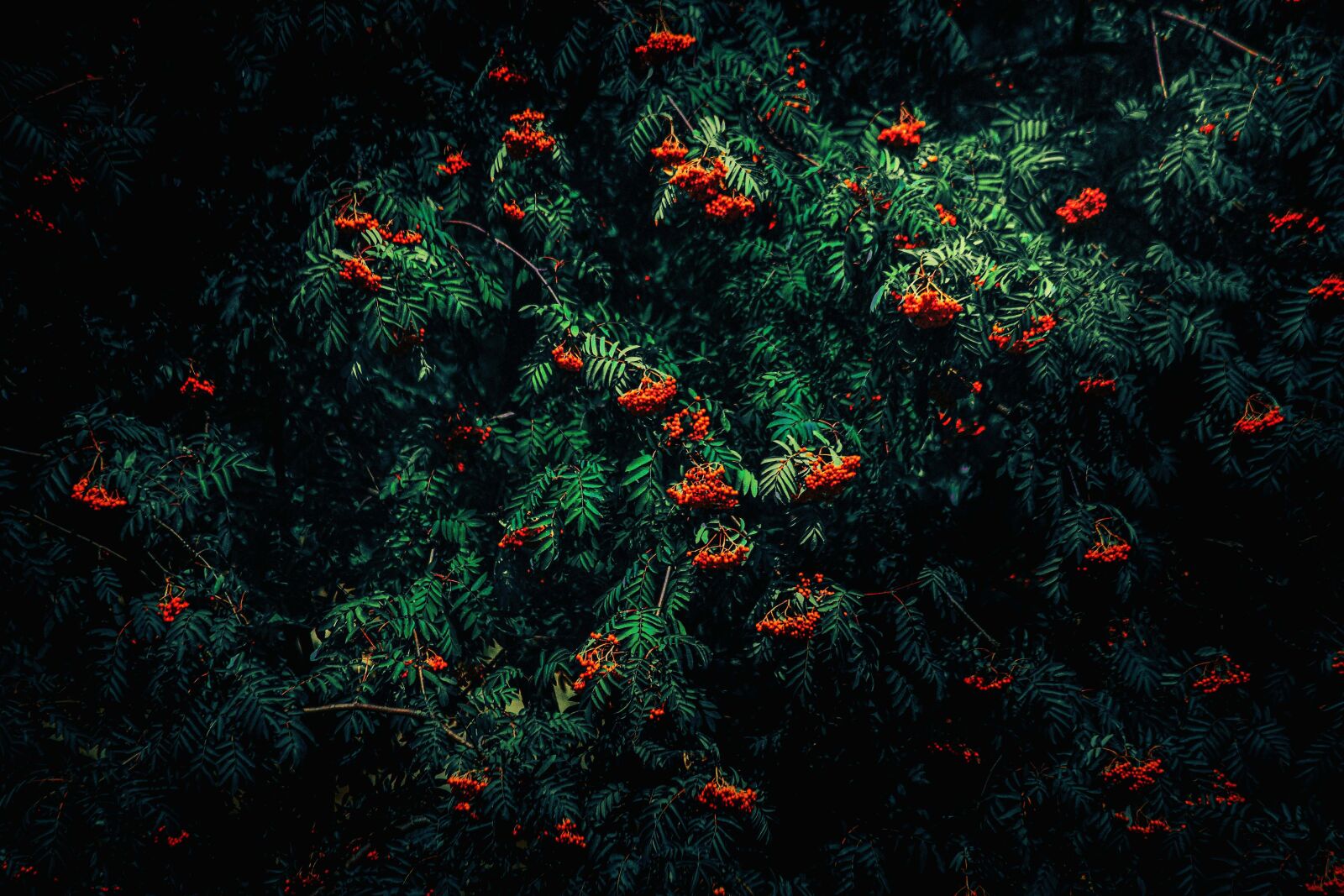 Canon EOS 6D sample photo. Rowan, foliage, red photography