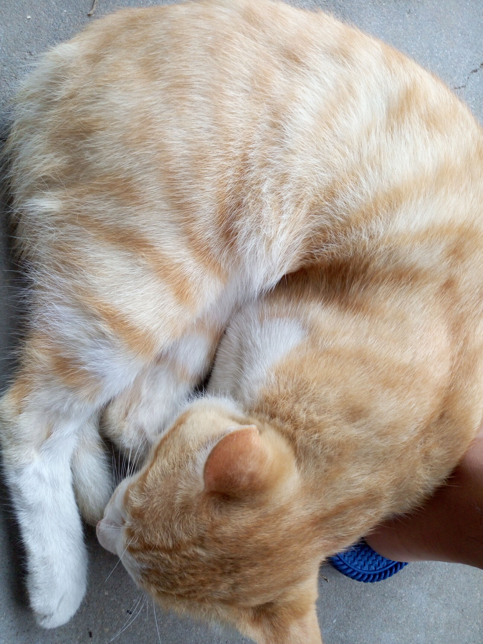 Meizu MX5 sample photo