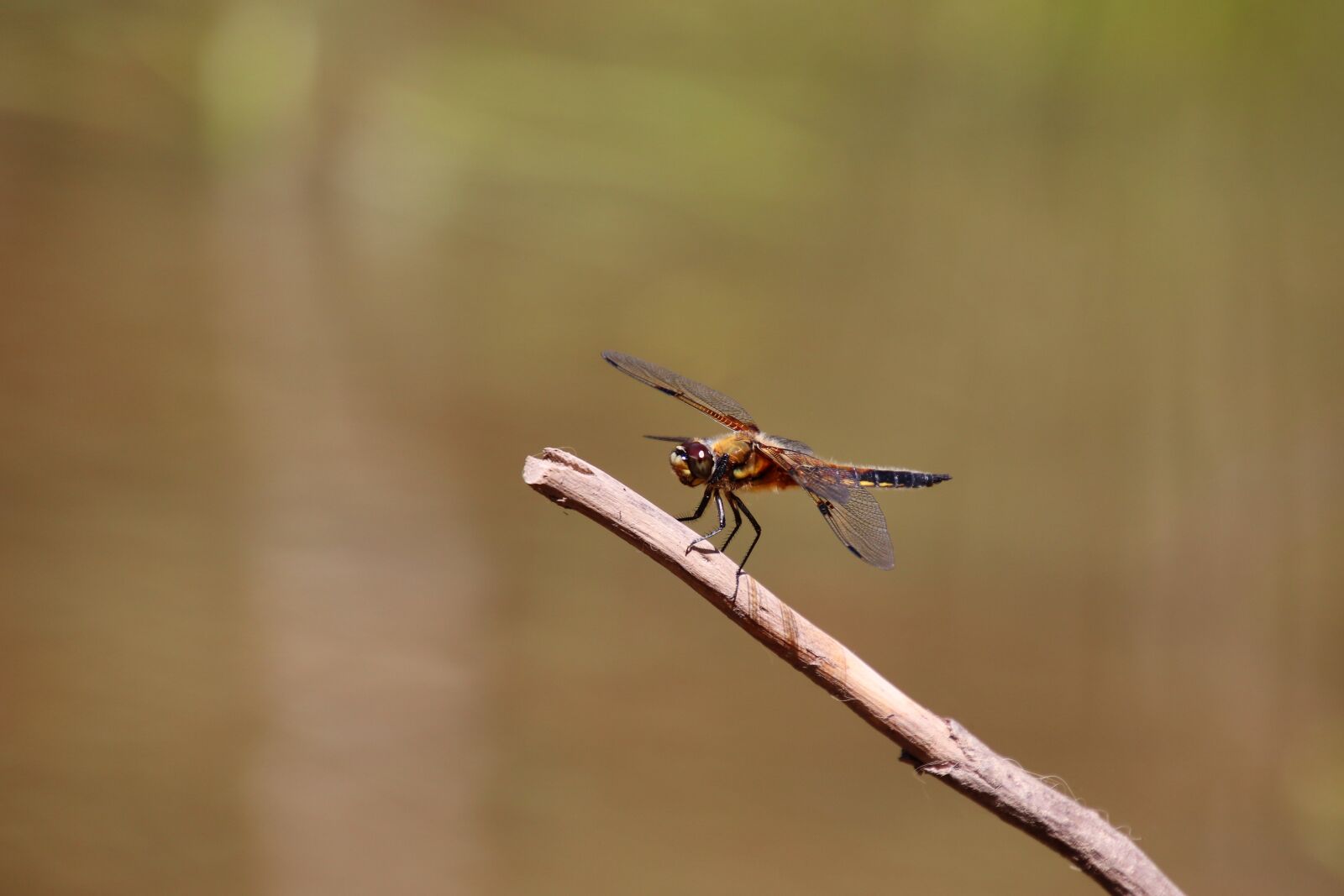 Canon EOS 77D (EOS 9000D / EOS 770D) sample photo. Dragonfly, four patch, insect photography