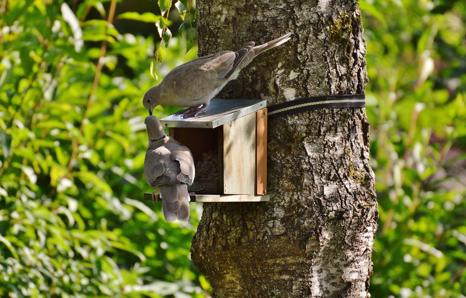 Nikon D3200 sample photo. Aviary, pigeons, birds photography