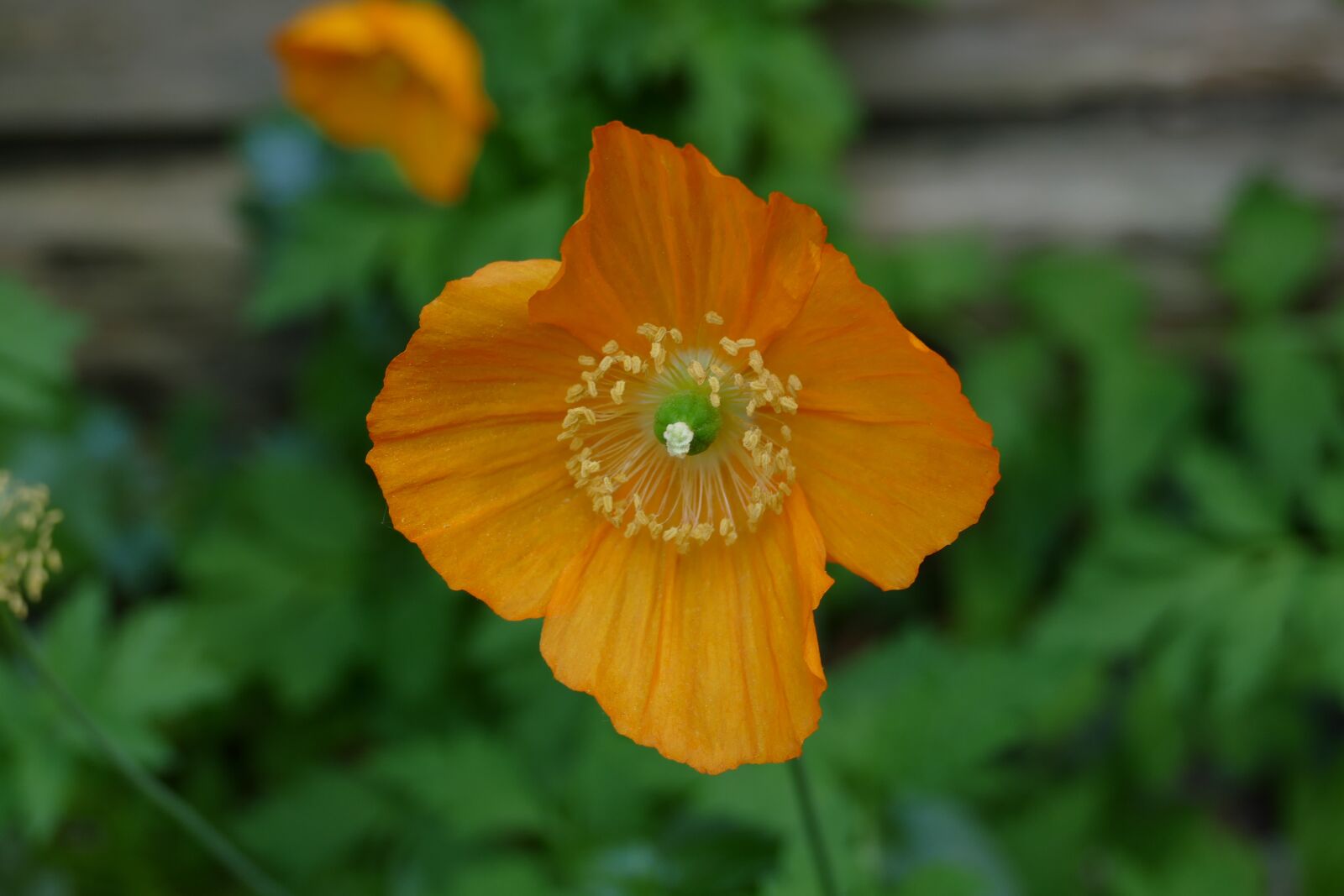 Panasonic Lumix DMC-FZ1000 sample photo. Poppy, flora, nature photography