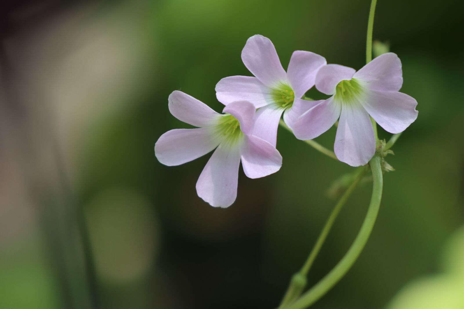 Canon EF-M 18-150mm F3.5-6.3 IS STM sample photo. Violet, flower, lavender photography