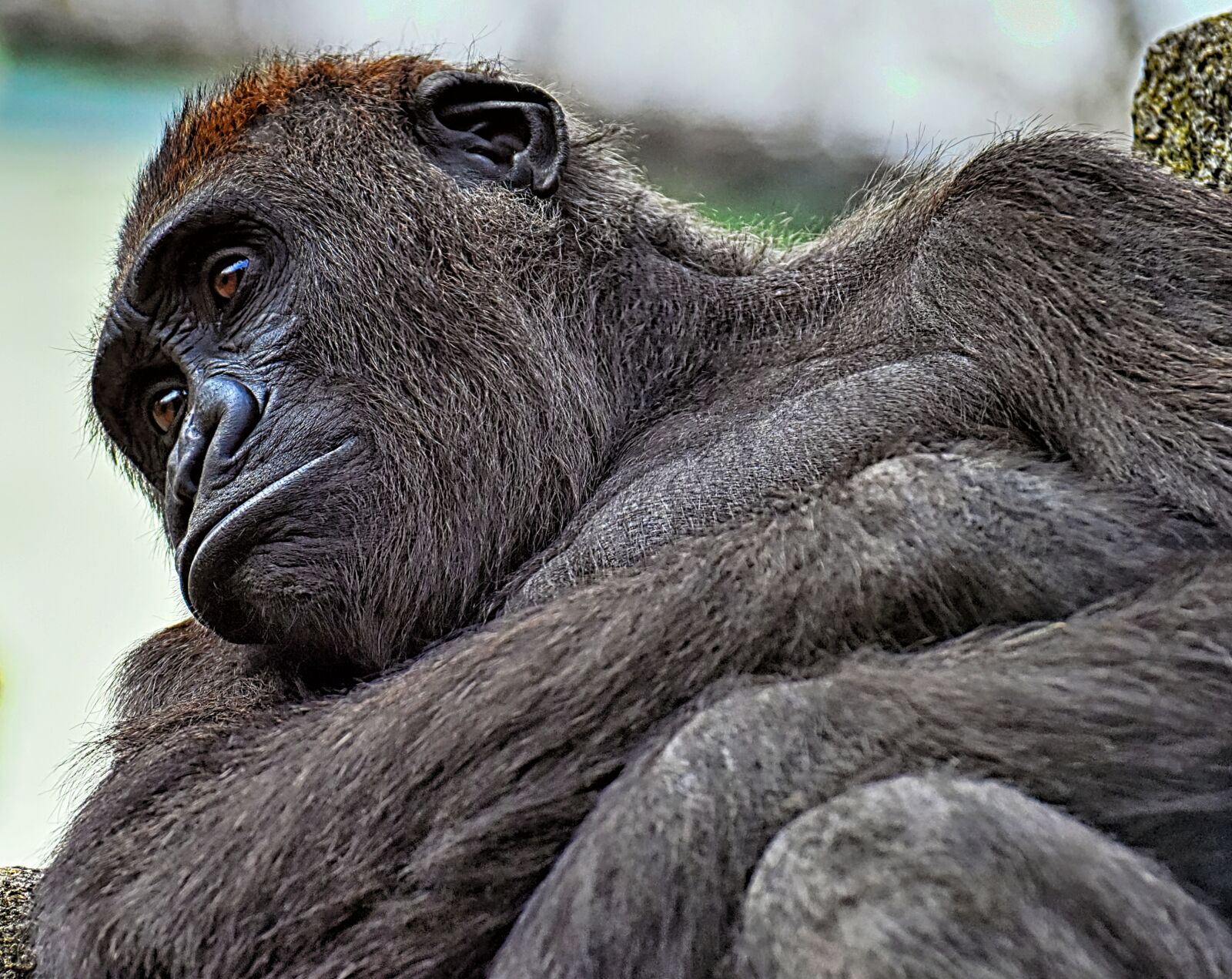 Nikon D7200 sample photo. Gorilla, monkey, animal photography