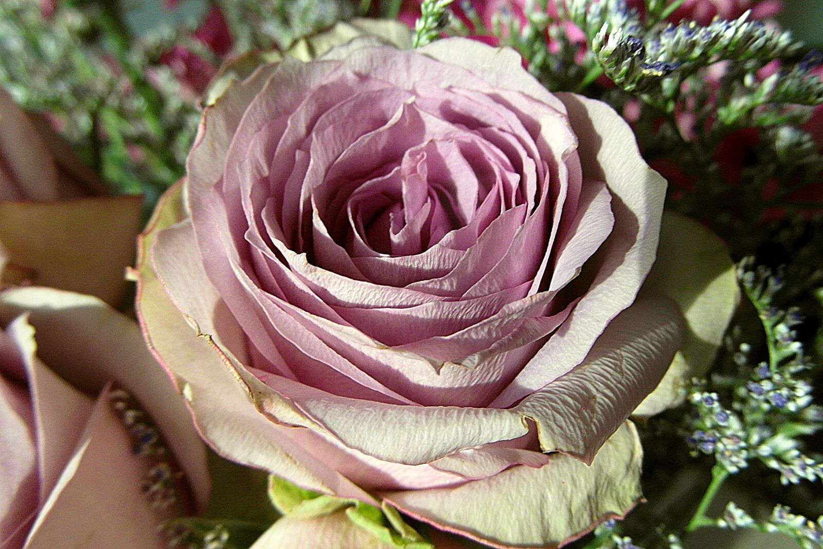 Samsung WB750 sample photo. Rose, flowers, color photography