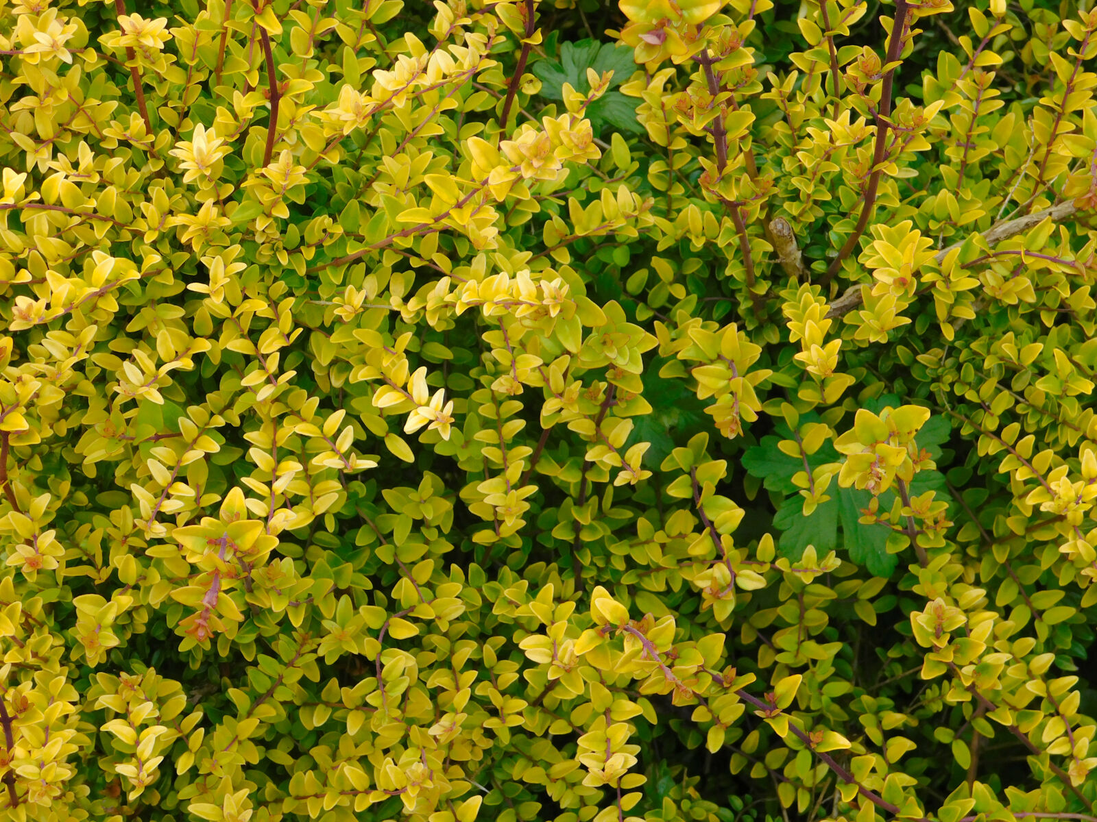 Nikon Coolpix L840 sample photo. Bush, garden, garden, plant photography