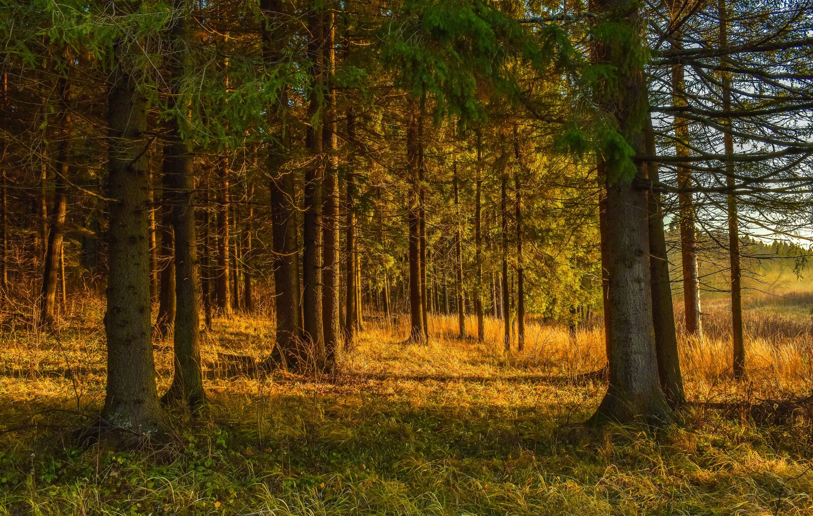 Nikon D5500 sample photo. Landscape, nature, sunset photography