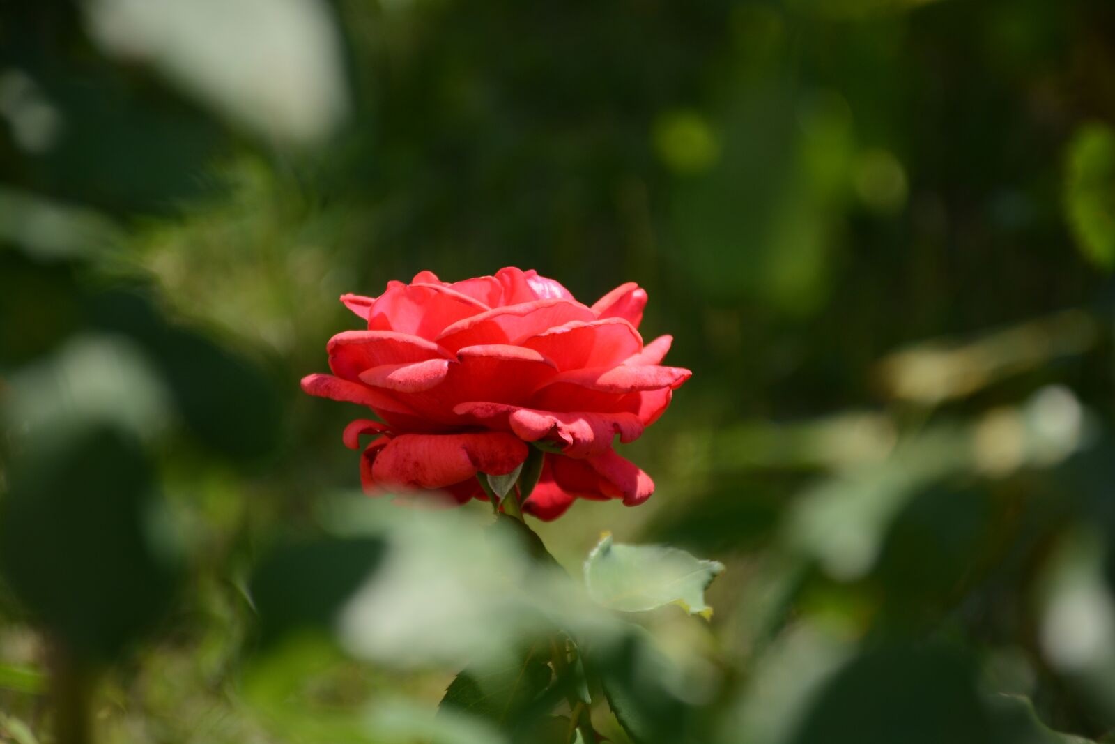 Nikon D7100 sample photo. Rose, red, rose flower photography