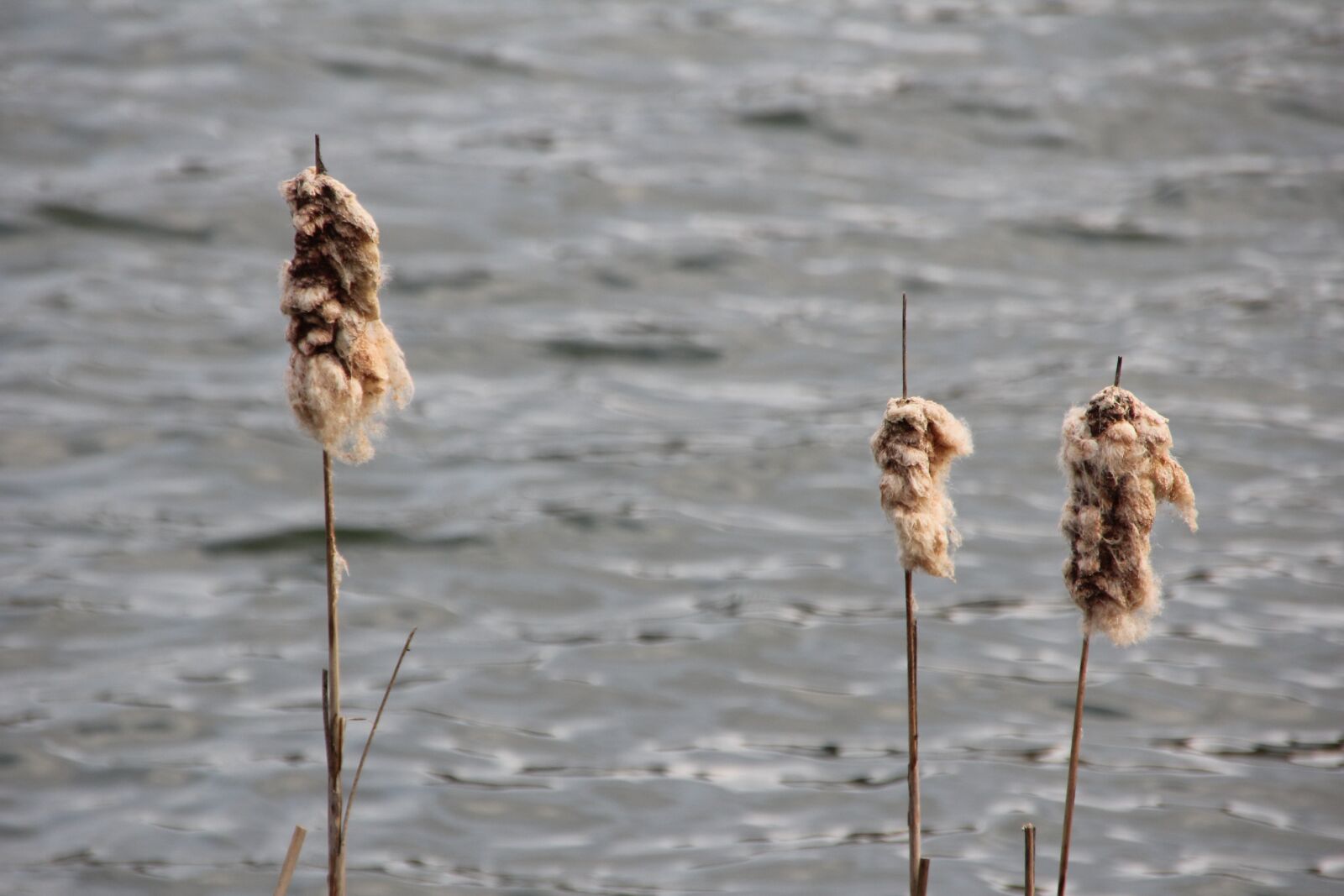 Canon EOS 60D sample photo. Lake, plant, water photography