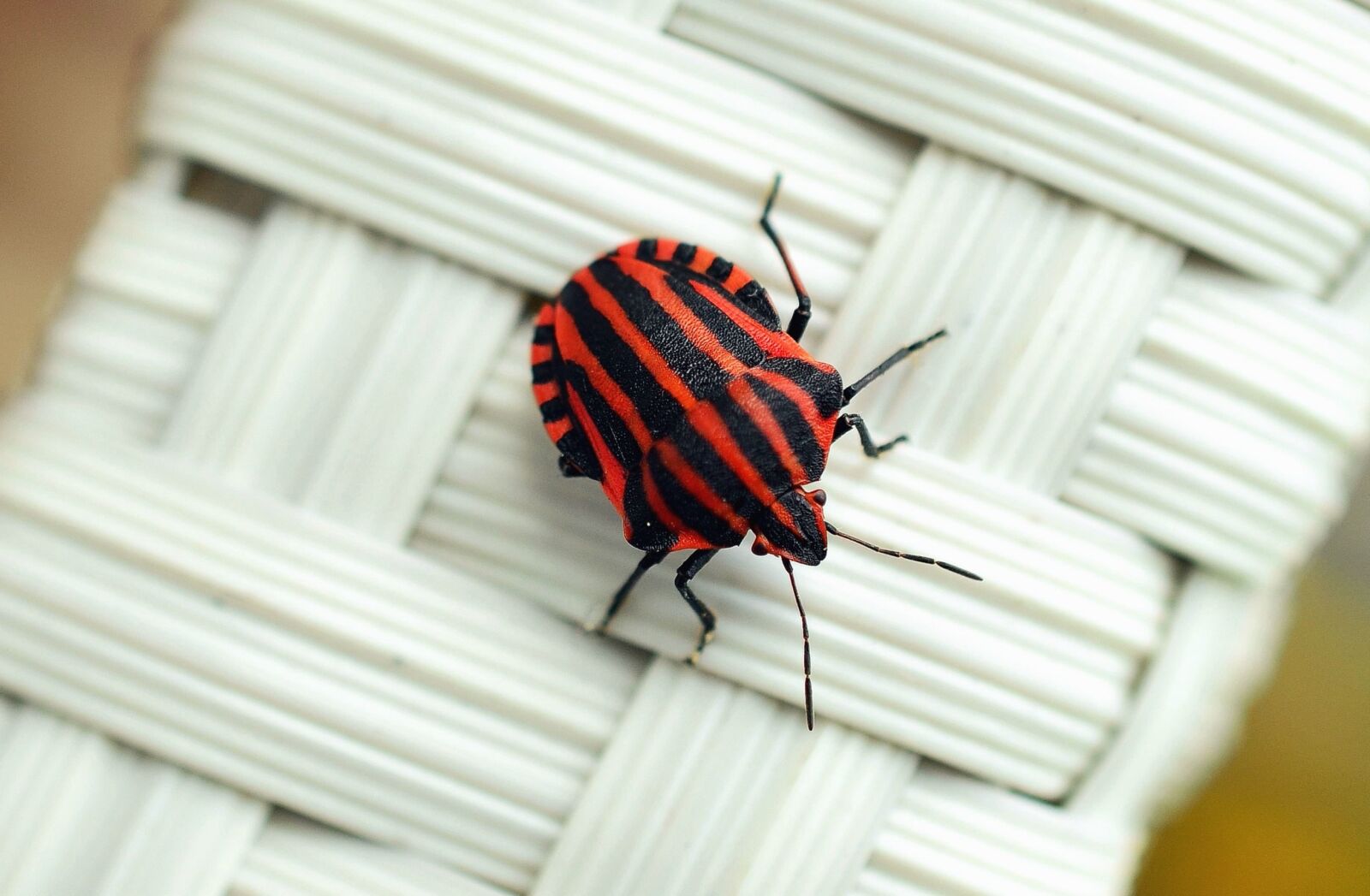 Nikon D5100 sample photo. Beetle, bug, insect, animal photography