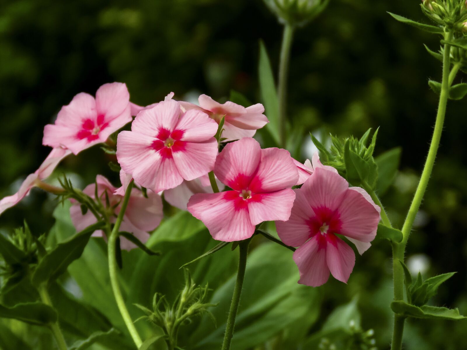 Canon PowerShot SX60 HS sample photo. Flowers, phlox, pink photography